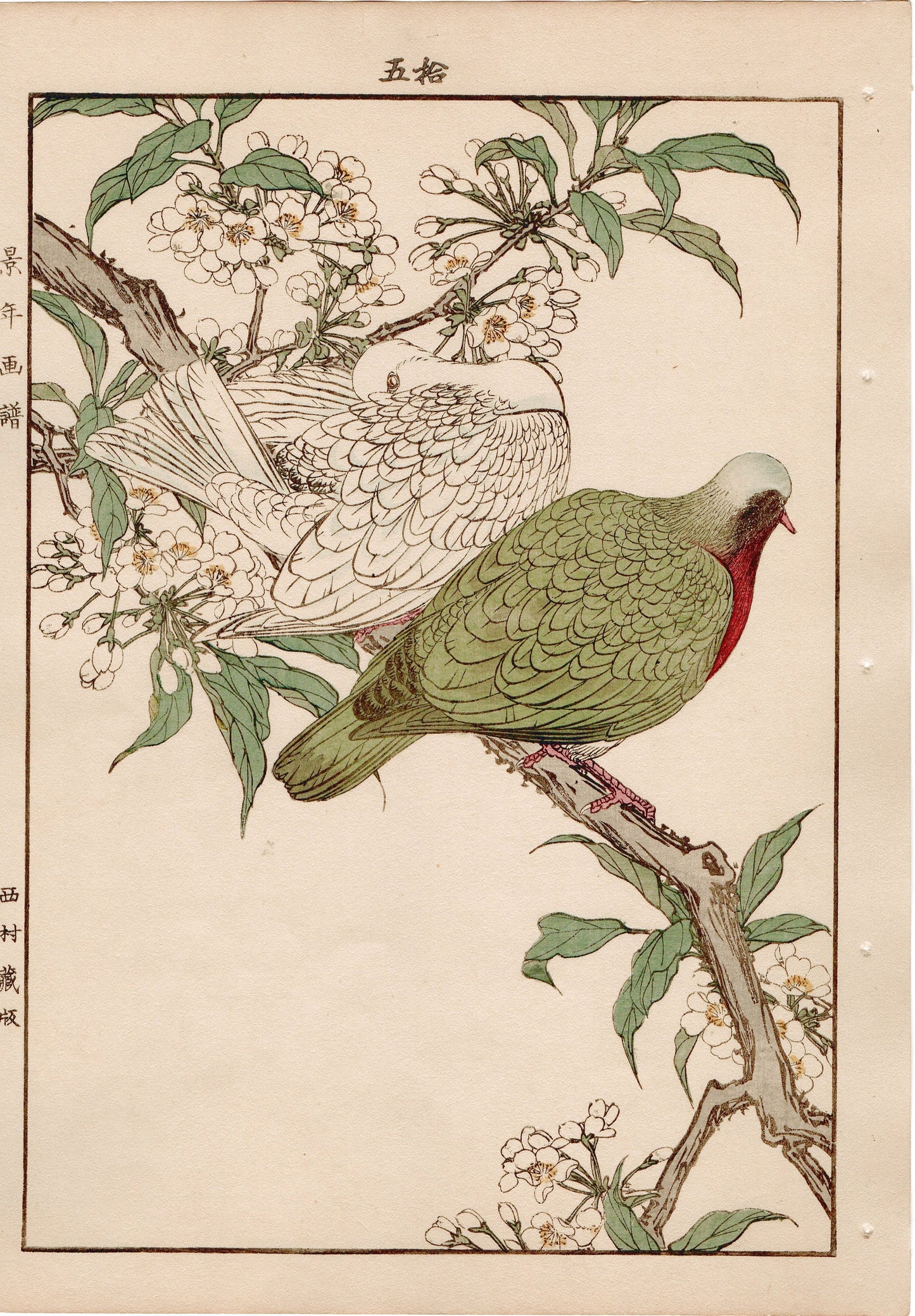 Japanese Antique Original Woodcut Print, 1892, Imao Keinen, " Almond (Hatankyo), Pigeons (Nishikibato) "