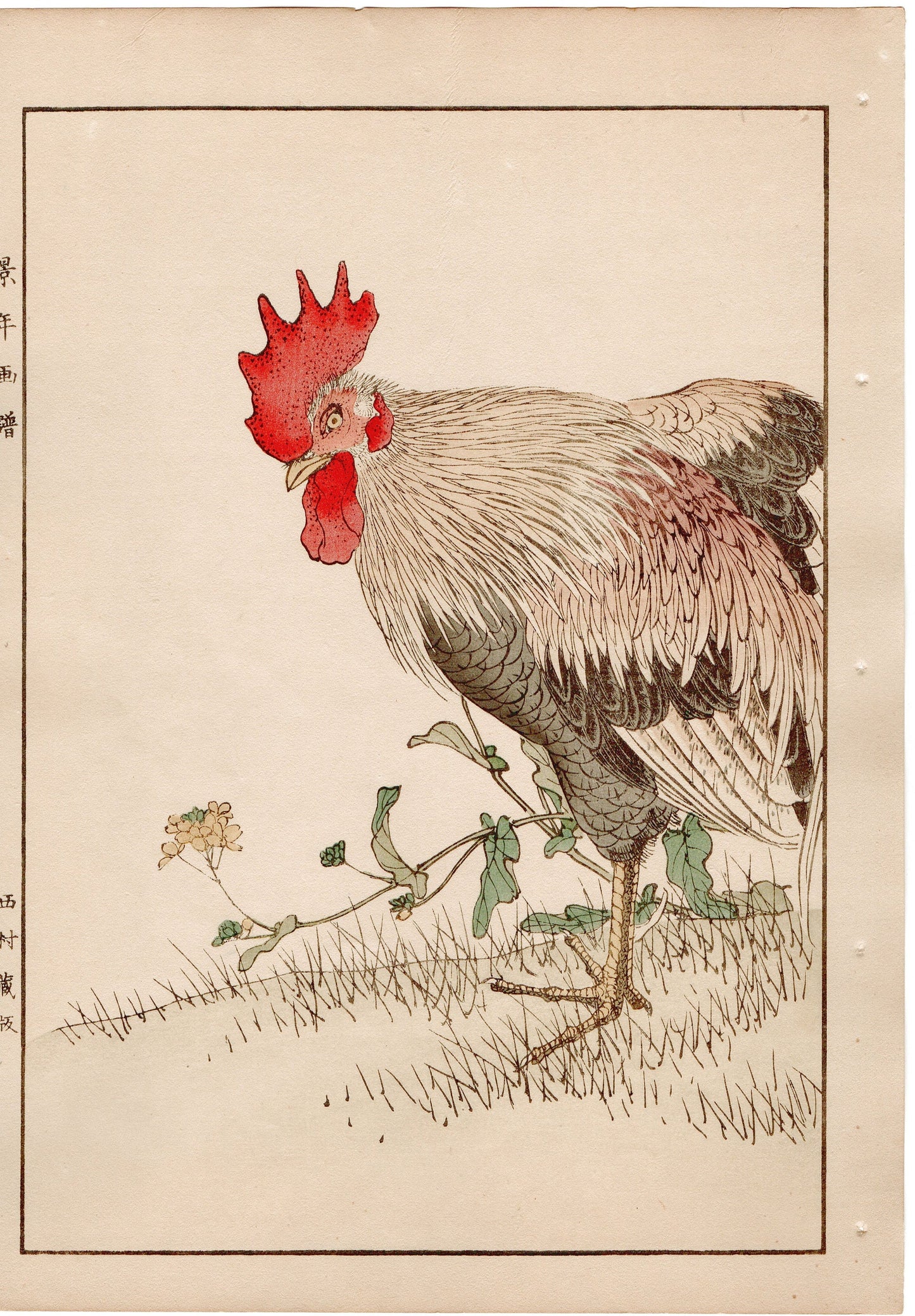 Japanese Antique Original Woodcut Print, 1892, Imao Keinen, " Rapeseeds (Aburana), Roosters (Niwatori) "