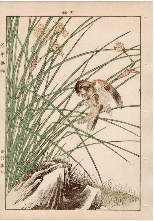 Japanese Antique Original Woodcut Print, 1892, Imao Keinen, " Jonquil daffodil (Kizuisen), Chestnut Bunting (Shimanojiko) "