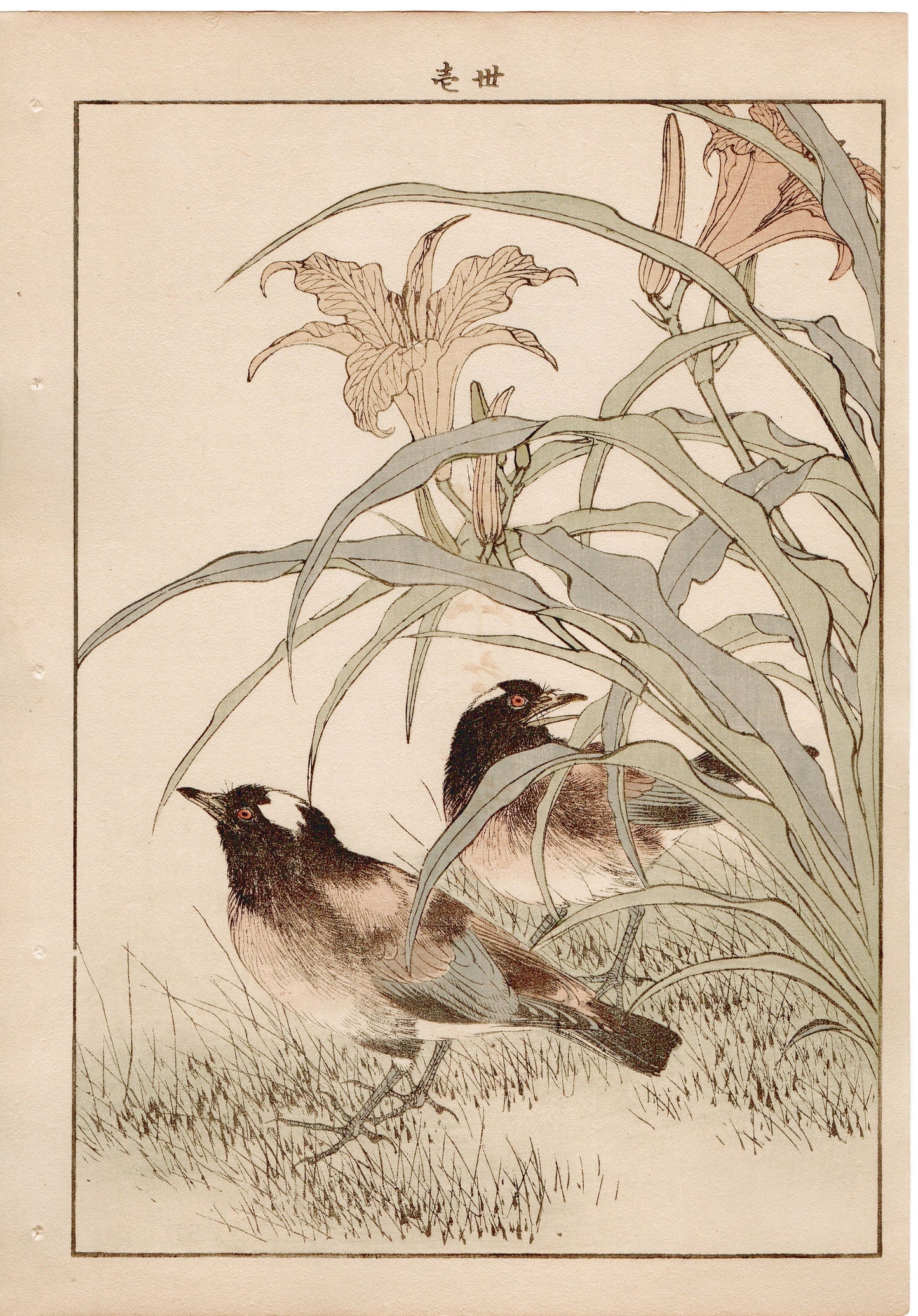Japanese Antique Original Woodcut Print, 1892, Imao Keinen, " Orange Daylily (Kanzo), Thrush (Kachintsumugi) "