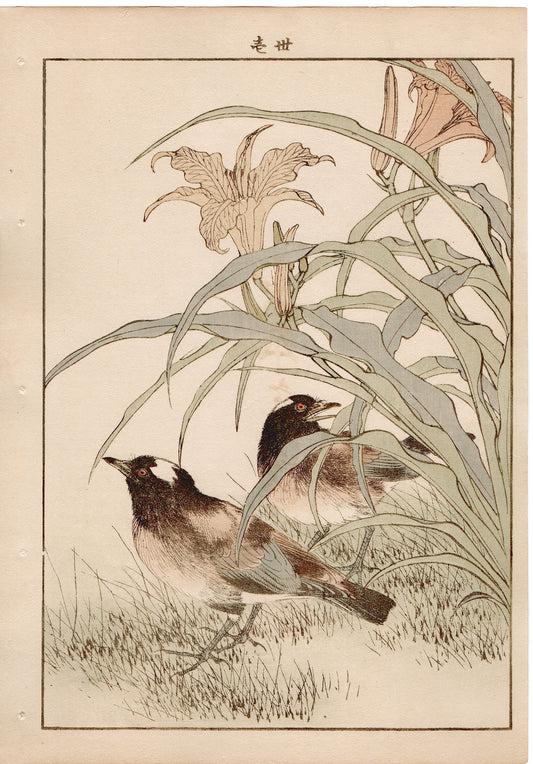 Japanese Antique Original Woodcut Print, 1892, Imao Keinen, " Orange Daylily (Kanzo), Thrush (Kachintsumugi) "