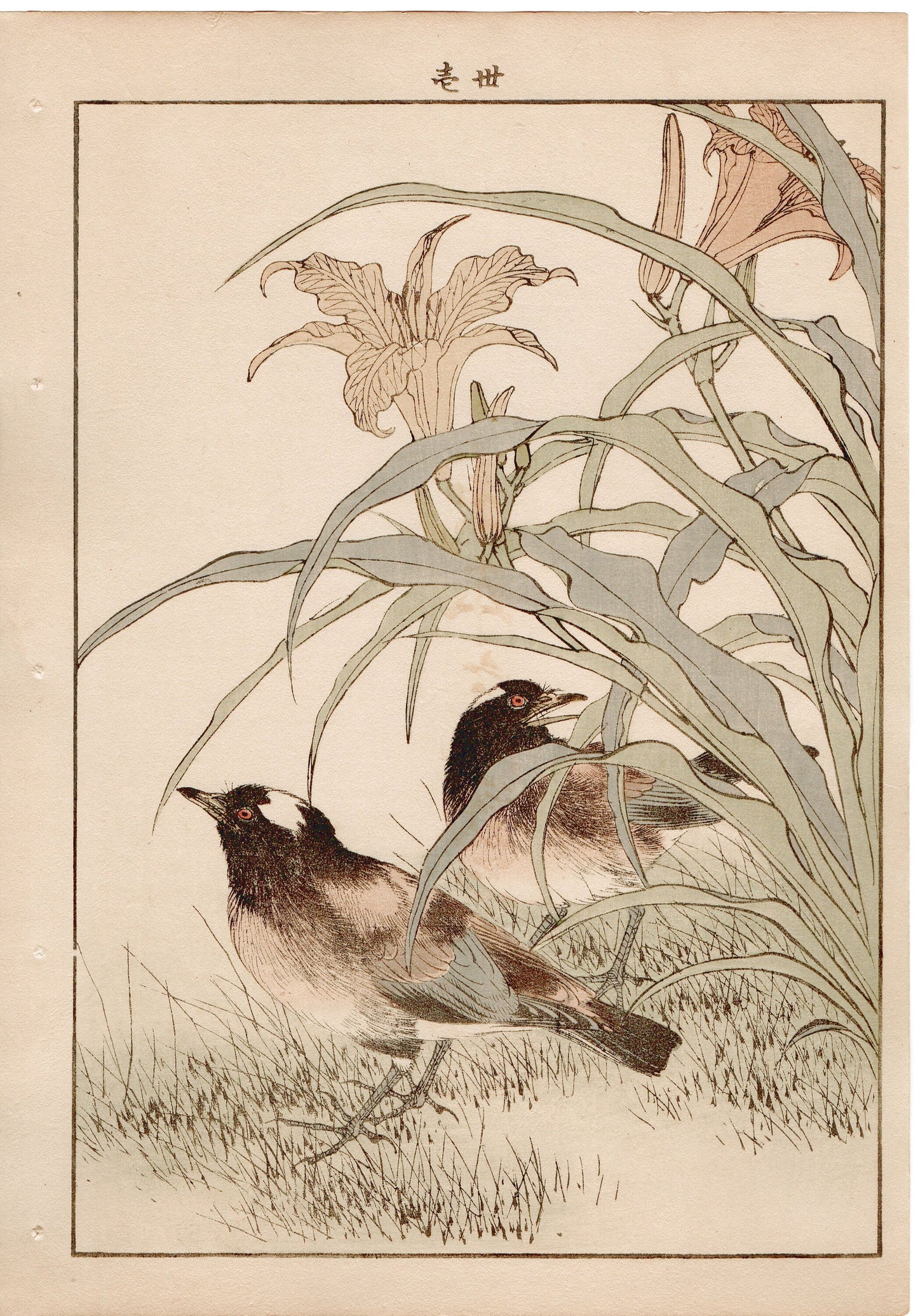 1892, Japanese Antique Original Woodblock Print,  Imao Keinen, " Orange Daylily (Kanzo), Thrush (Kachintsumugi) "