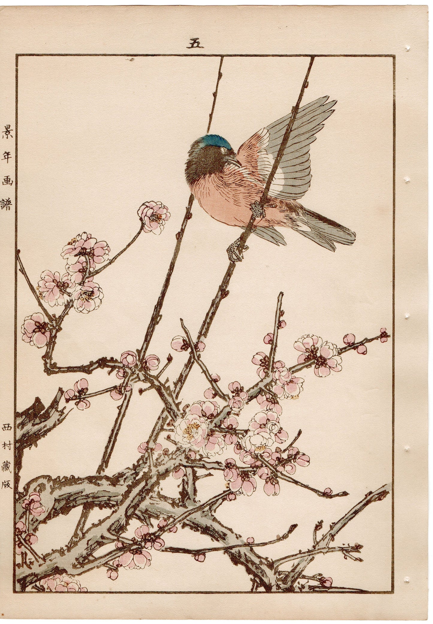 Japanese Antique Original Woodcut Print, 1892, Imao Keinen, " Koubai, Flycatcher (Hitaki) "