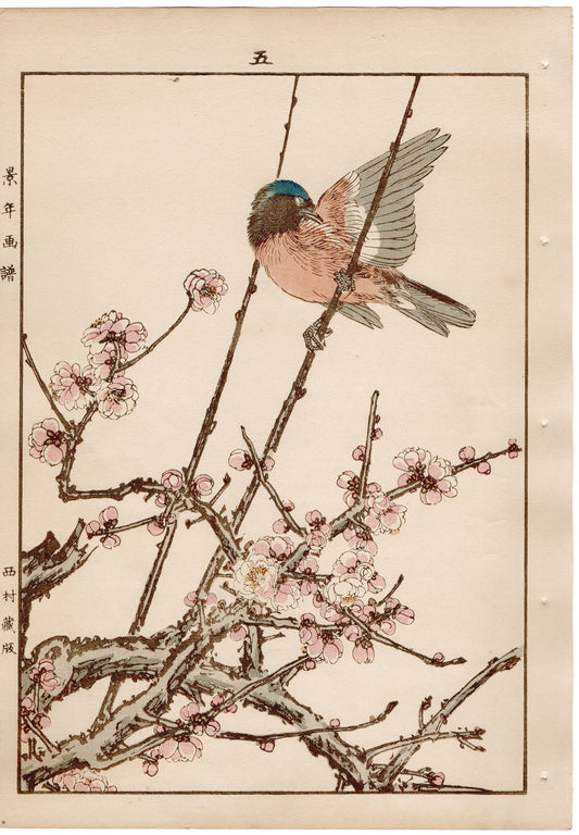 Japanese Antique Original Woodcut Print, 1892, Imao Keinen, " Koubai, Flycatcher (Hitaki) "