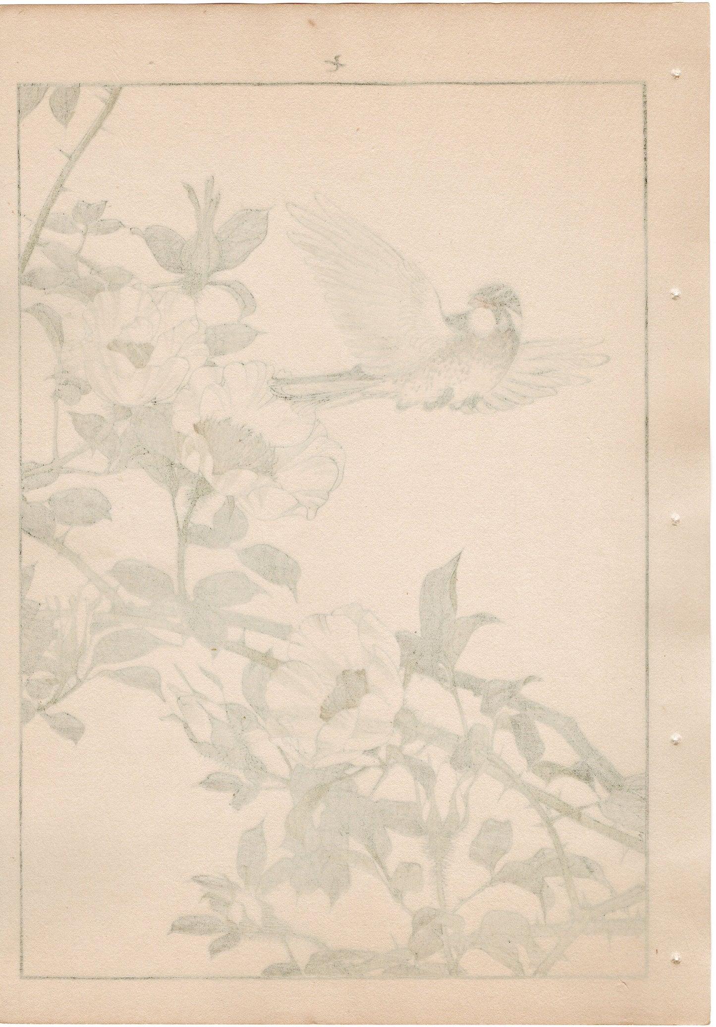 Japanese Antique Original Woodcut Print, 1892, Imao Keinen, " Cherokee rose, Walber "