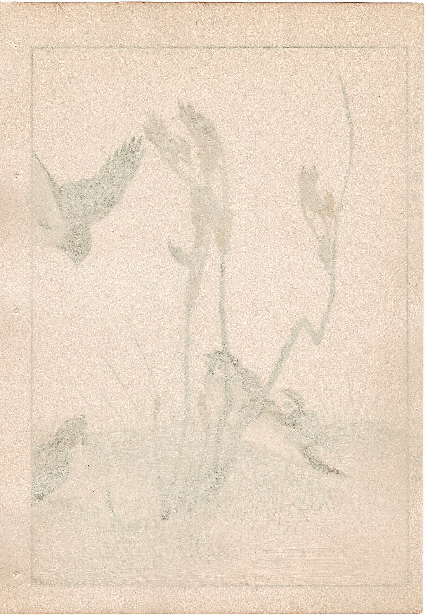 Japanese Antique Original Woodcut Print, 1892, Imao Keinen, " Asian melastome (Nobotan), Sparrows (Suzume) "