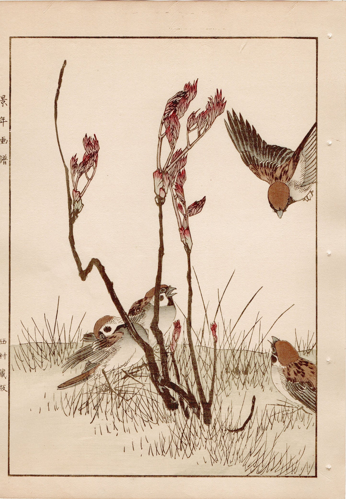 Japanese Antique Original Woodcut Print, 1892, Imao Keinen, " Asian melastome (Nobotan), Sparrows (Suzume) "