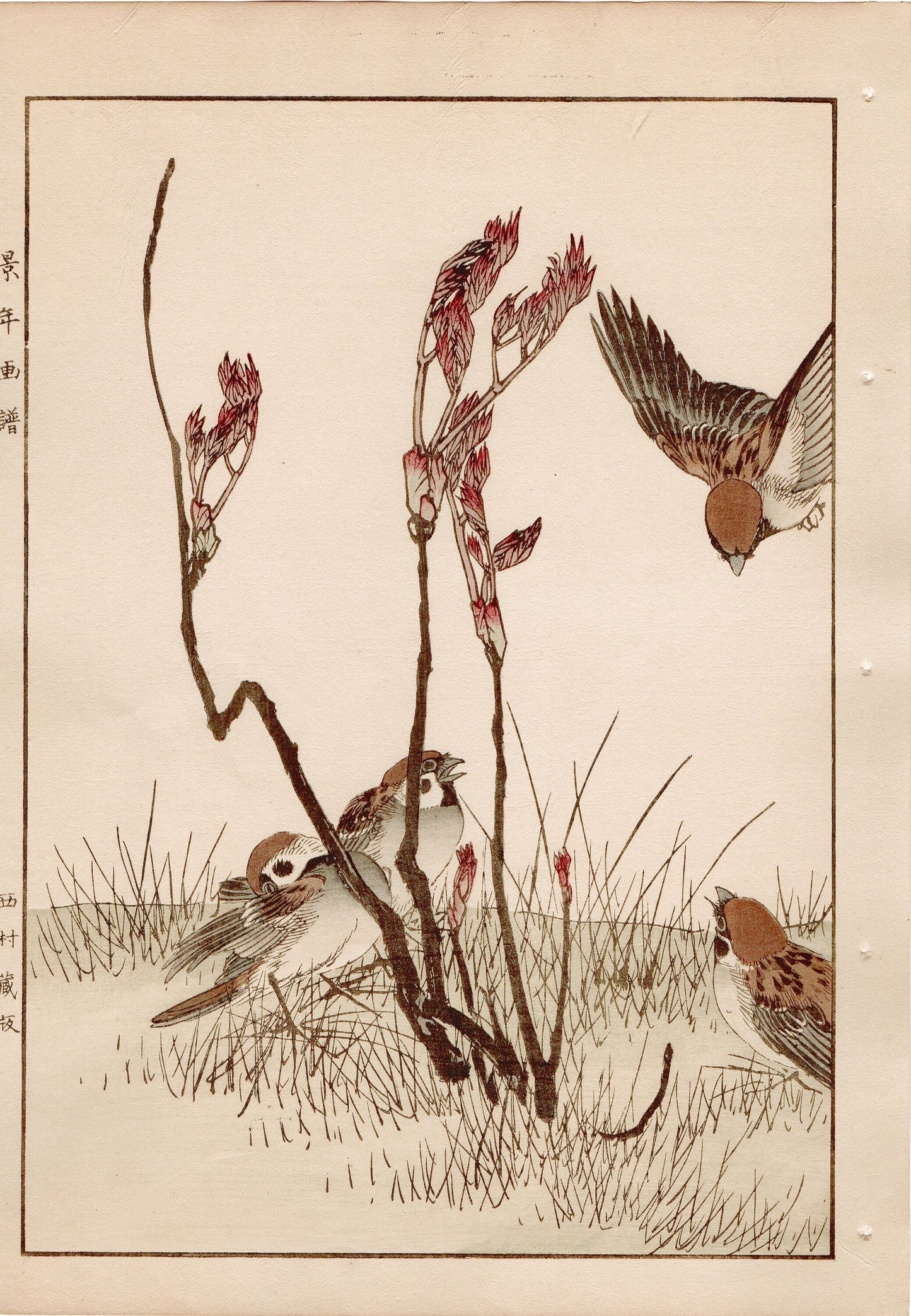 Japanese Antique Original Woodcut Print, 1892, Imao Keinen, " Asian melastome (Nobotan), Sparrows (Suzume) "