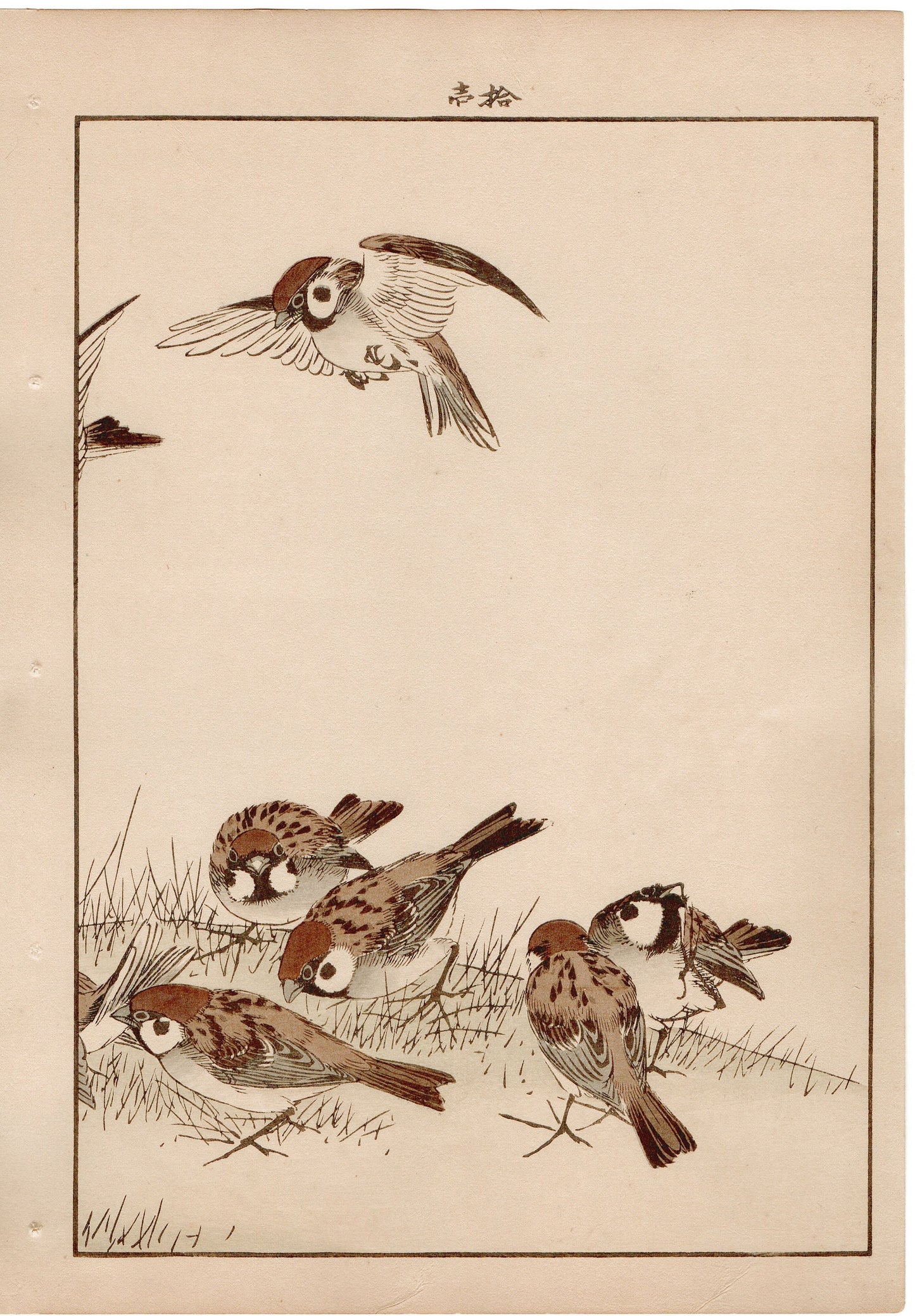Japanese Antique Original Woodcut Print, 1892, Imao Keinen, " Asian melastome (Nobotan), Sparrows (Suzume) "