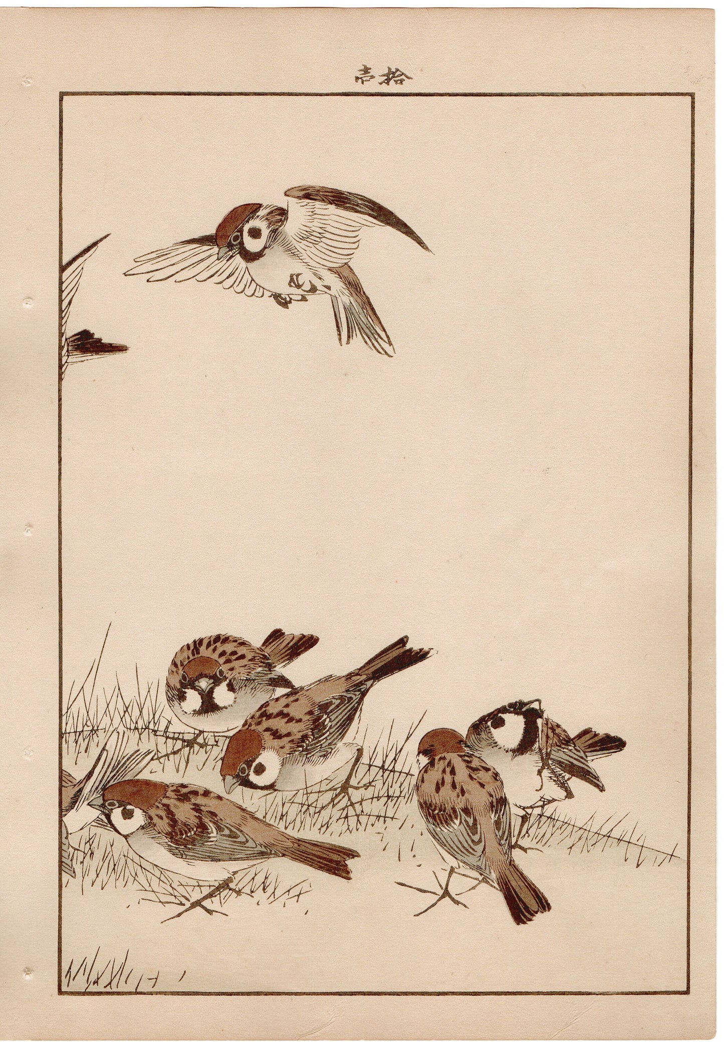 Japanese Antique Original Woodcut Print, 1892, Imao Keinen, " Asian melastome (Nobotan), Sparrows (Suzume) "