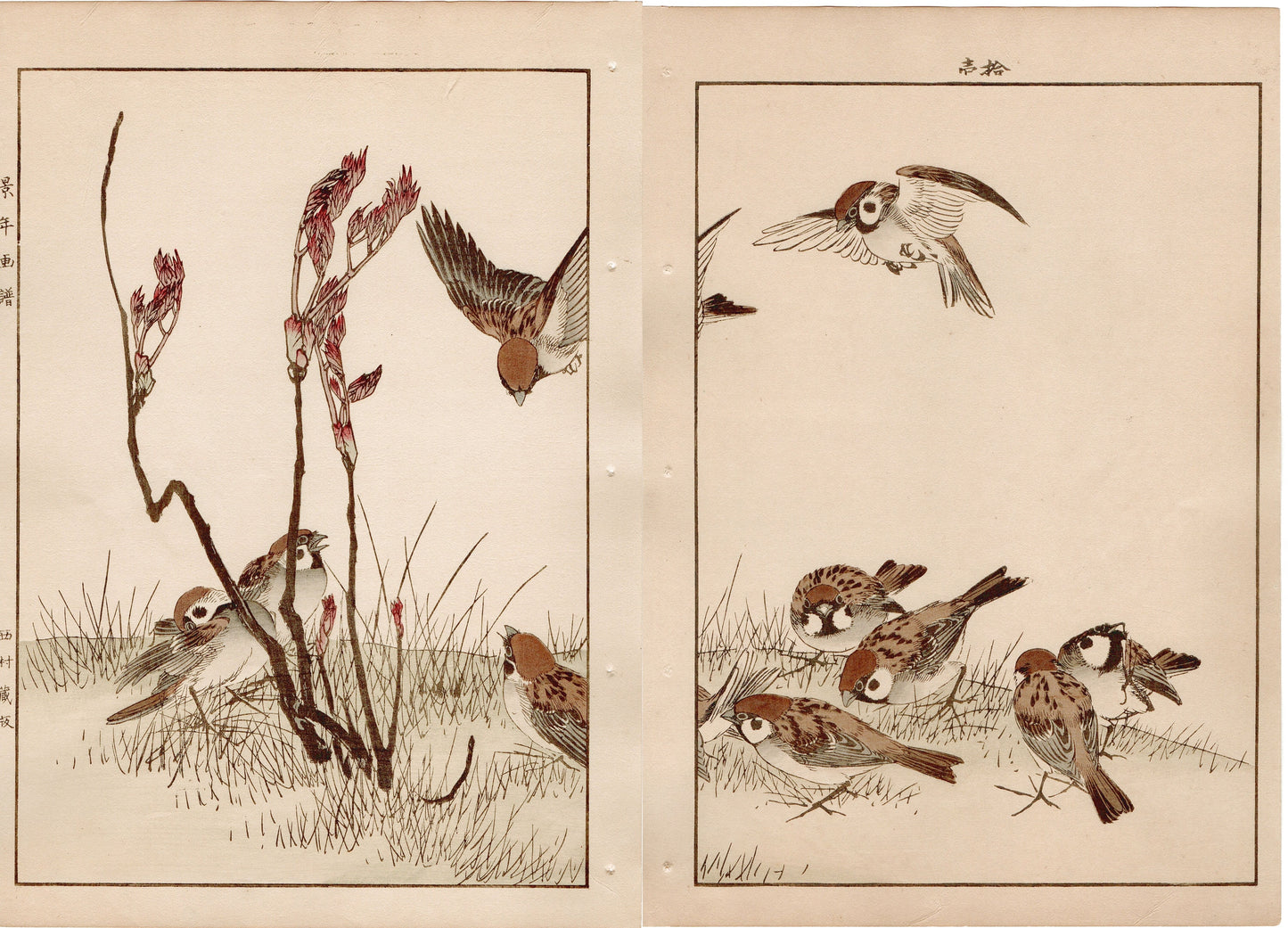 Japanese Antique Original Woodcut Print, 1892, Imao Keinen, " Asian melastome (Nobotan), Sparrows (Suzume) "