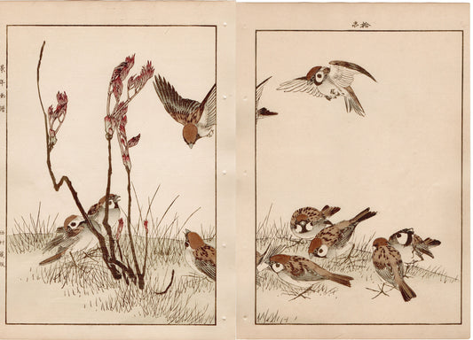Japanese Antique Original Woodcut Print, 1892, Imao Keinen, " Asian melastome (Nobotan), Sparrows (Suzume) "
