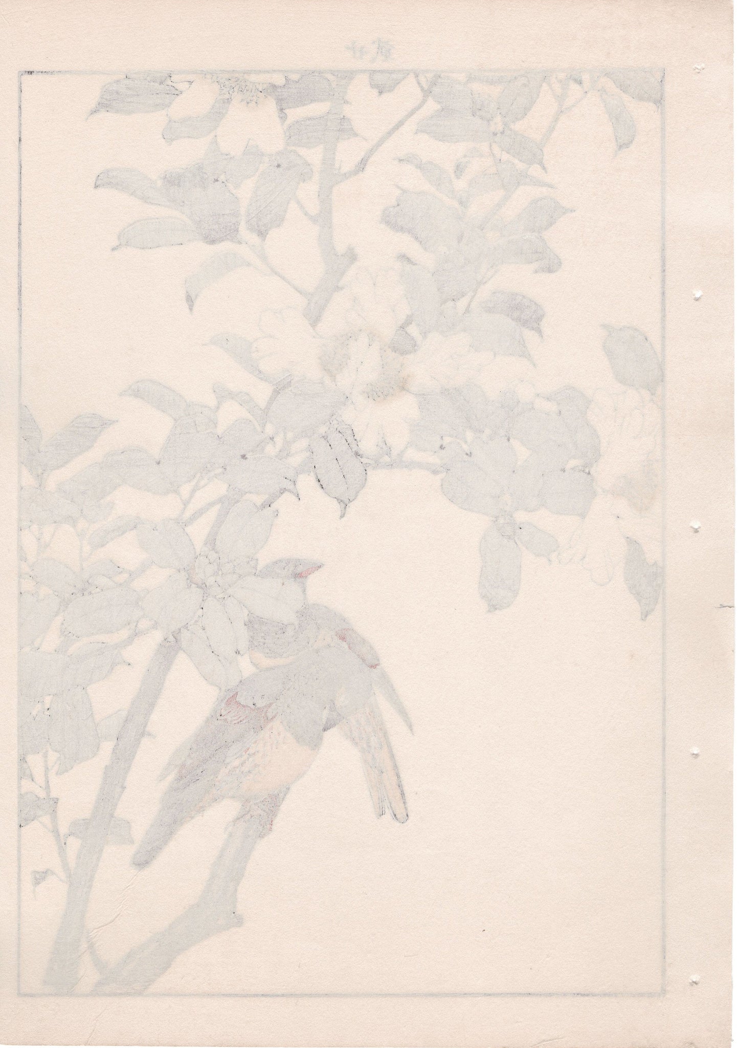 Japanese Antique Original Woodcut Print, 1892, Imao Keinen, "Sasanqua, Bunkicho"