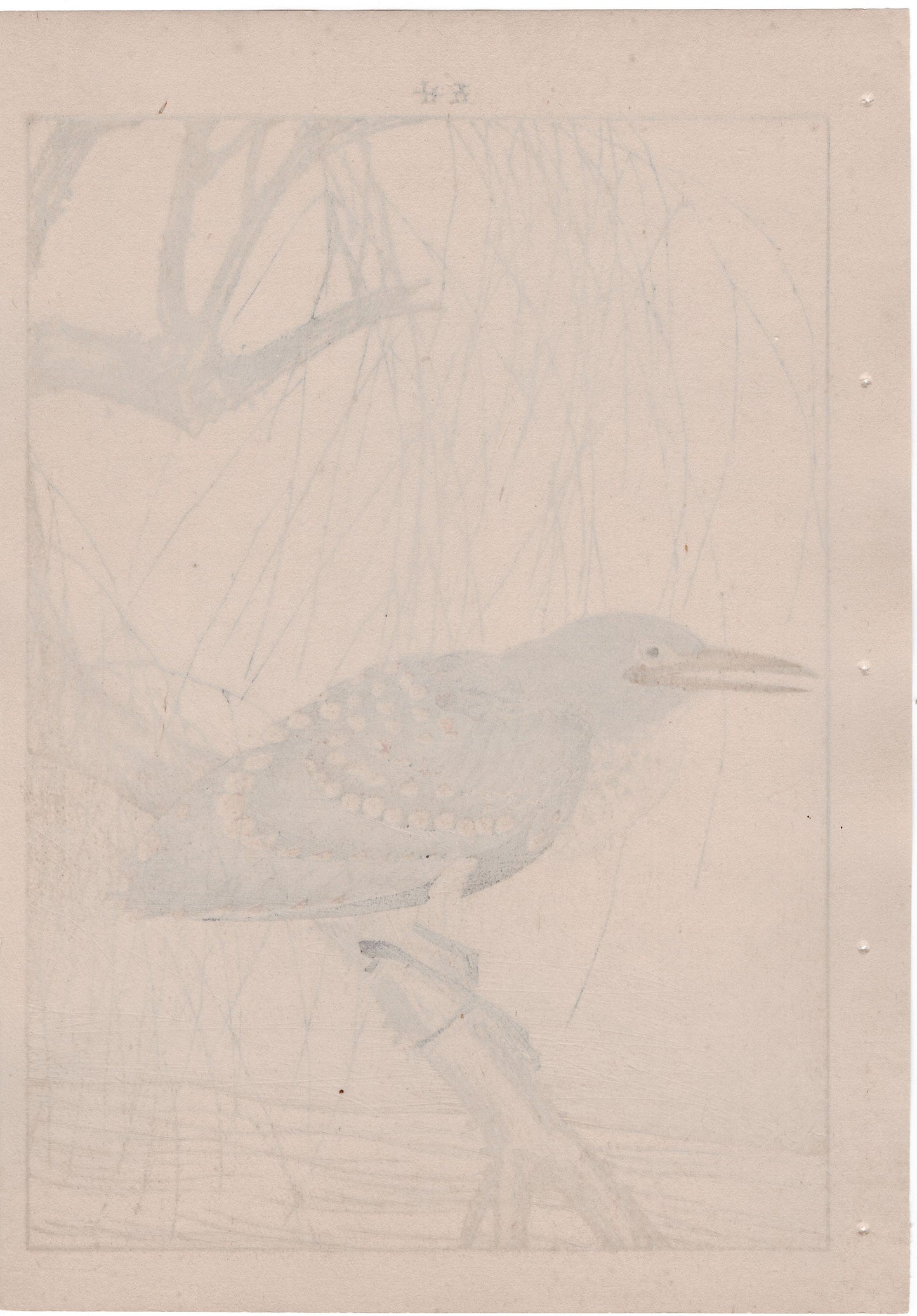 Japanese Antique Original Woodcut Print, 1892, Imao Keinen, "Withy, Black-crowned night heron"