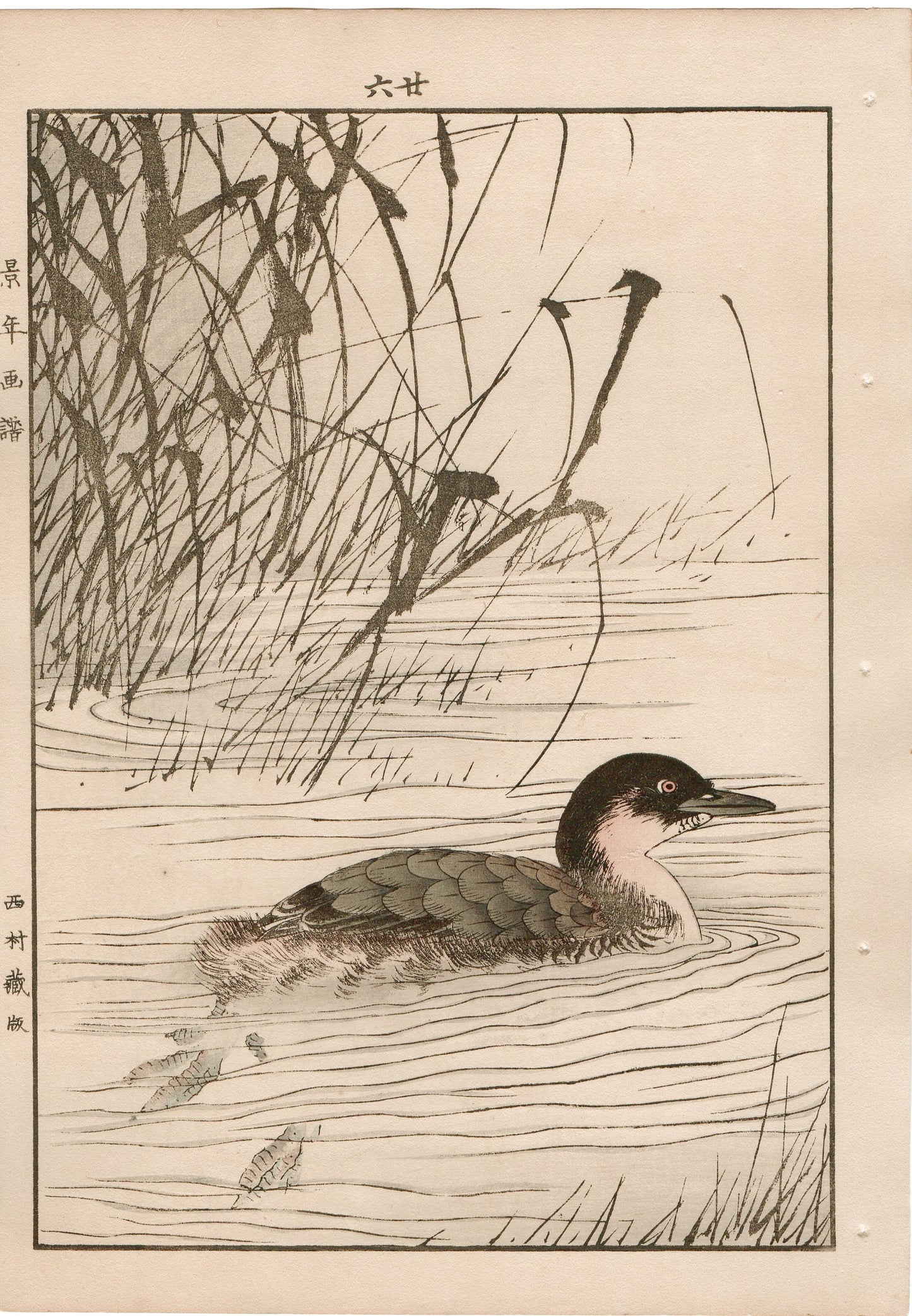 Japanese Antique Original Woodcut Print, 1892, Imao Keinen, "Manchurian wild rice, Little grebe"