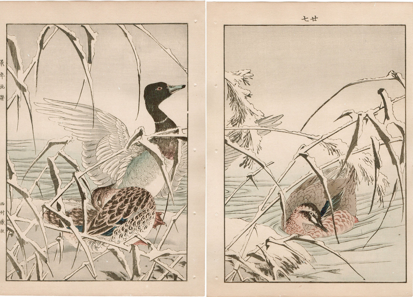 Japanese Antique Original Woodcut Print, 1892, Imao Keinen, "Reed, Duck"