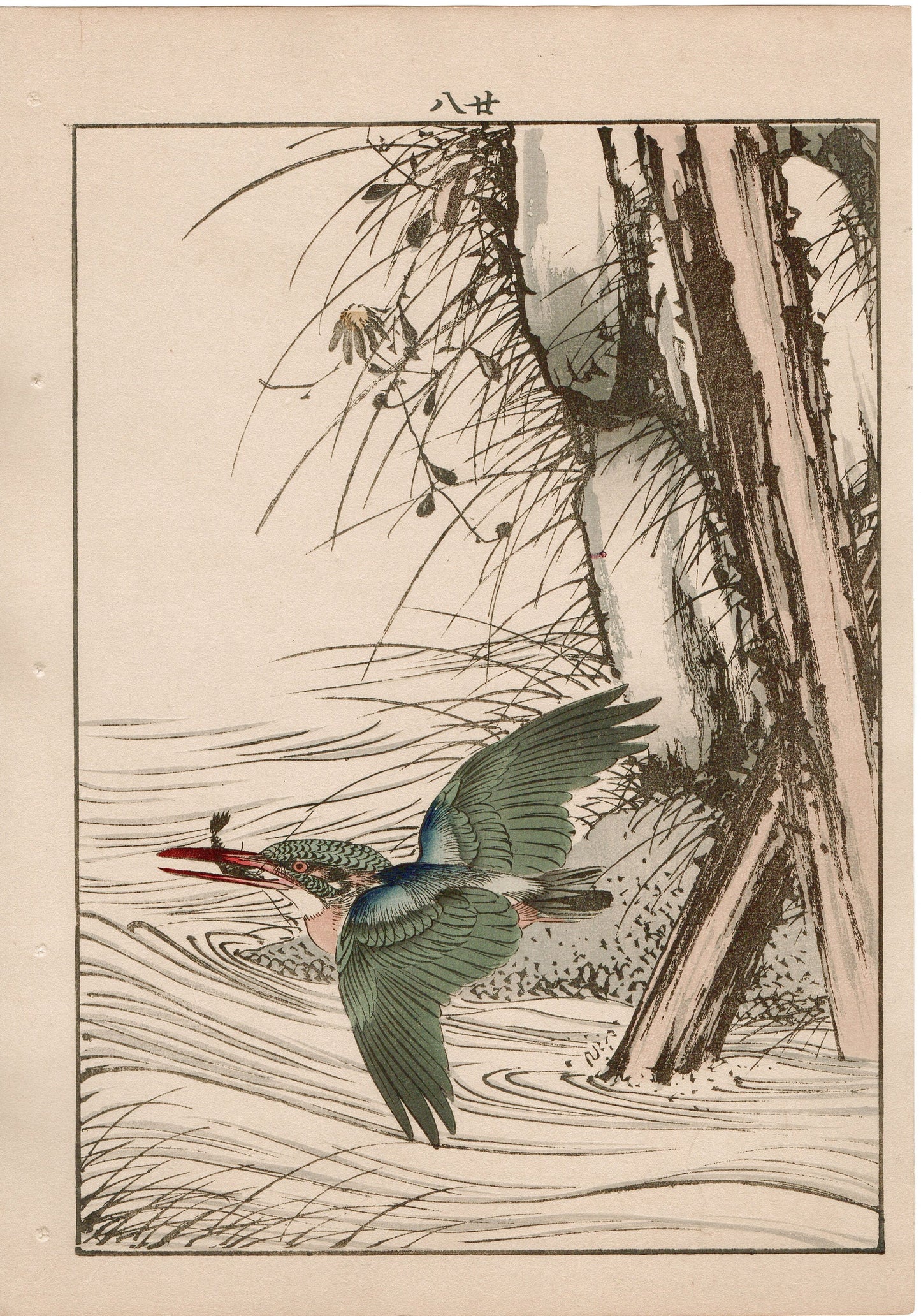 Japanese Antique Original Woodcut Print, 1892, Imao Keinen, "Aster yomena, Common Kingfisher"
