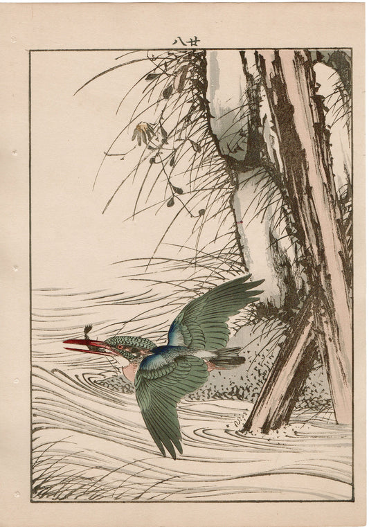 Japanese Antique Original Woodcut Print, 1892, Imao Keinen, "Aster yomena, Common Kingfisher"
