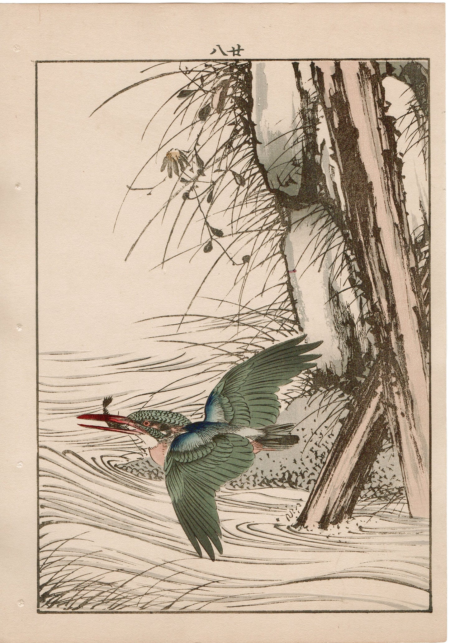 Japanese Antique Original Woodcut Print, 1892, Imao Keinen, "Aster yomena, Common Kingfisher"