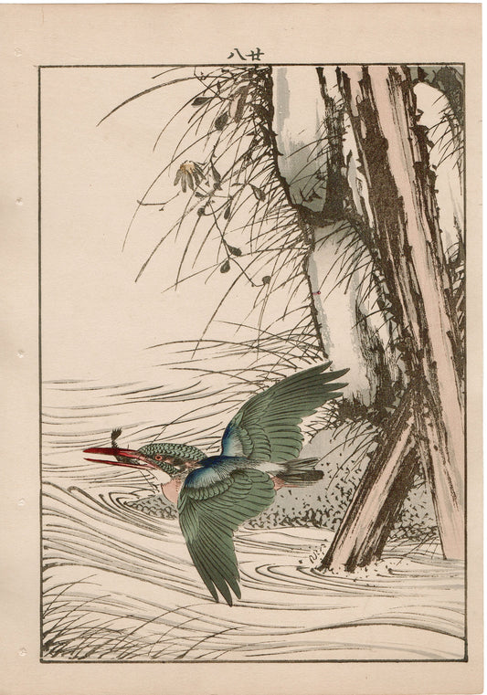 Japanese Antique Original Woodcut Print, 1892, Imao Keinen, "Aster yomena, Common Kingfisher"