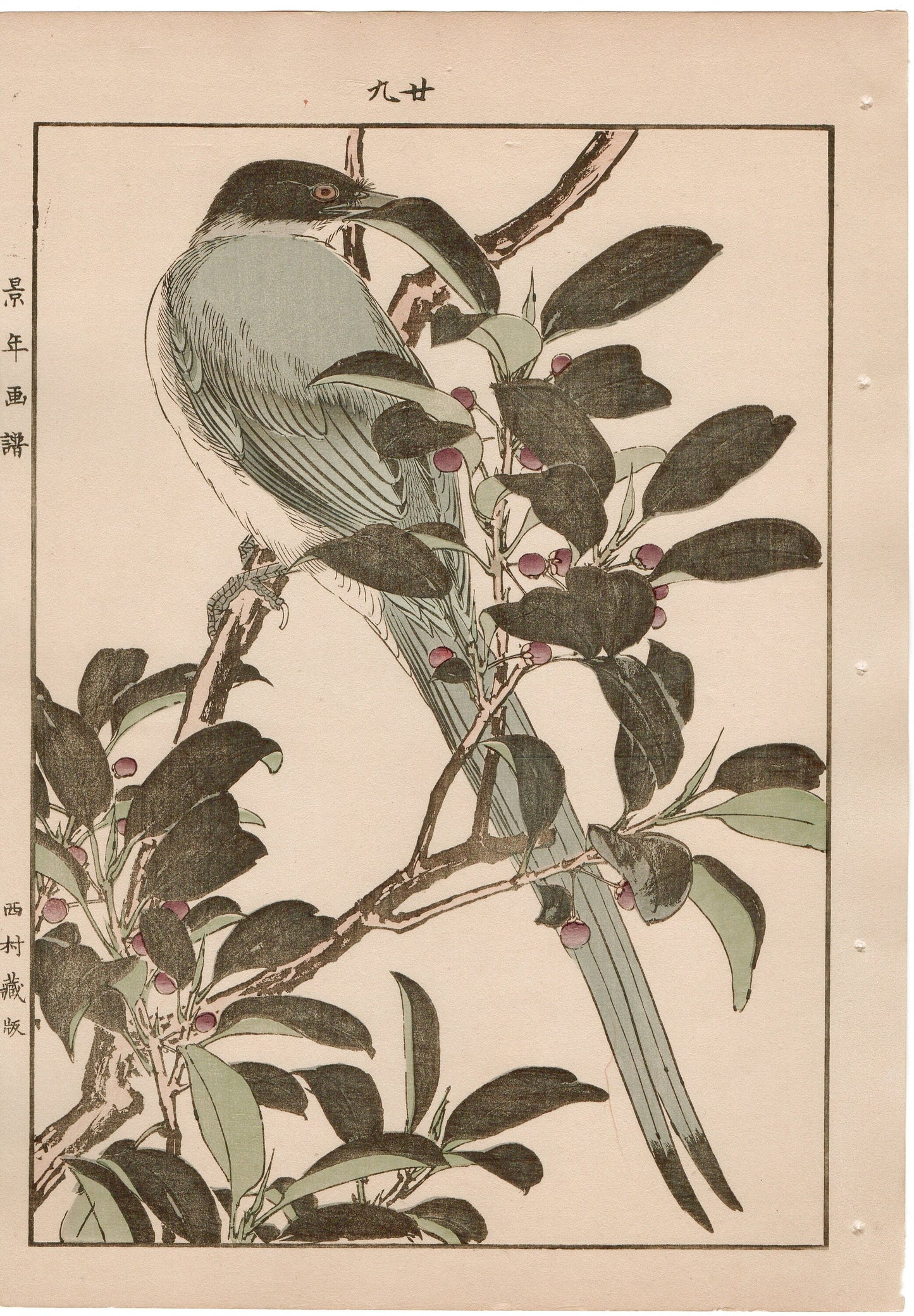 Japanese Antique Original Woodcut Print, 1892, Imao Keinen, "Sakaki, Azure-winged magpie"