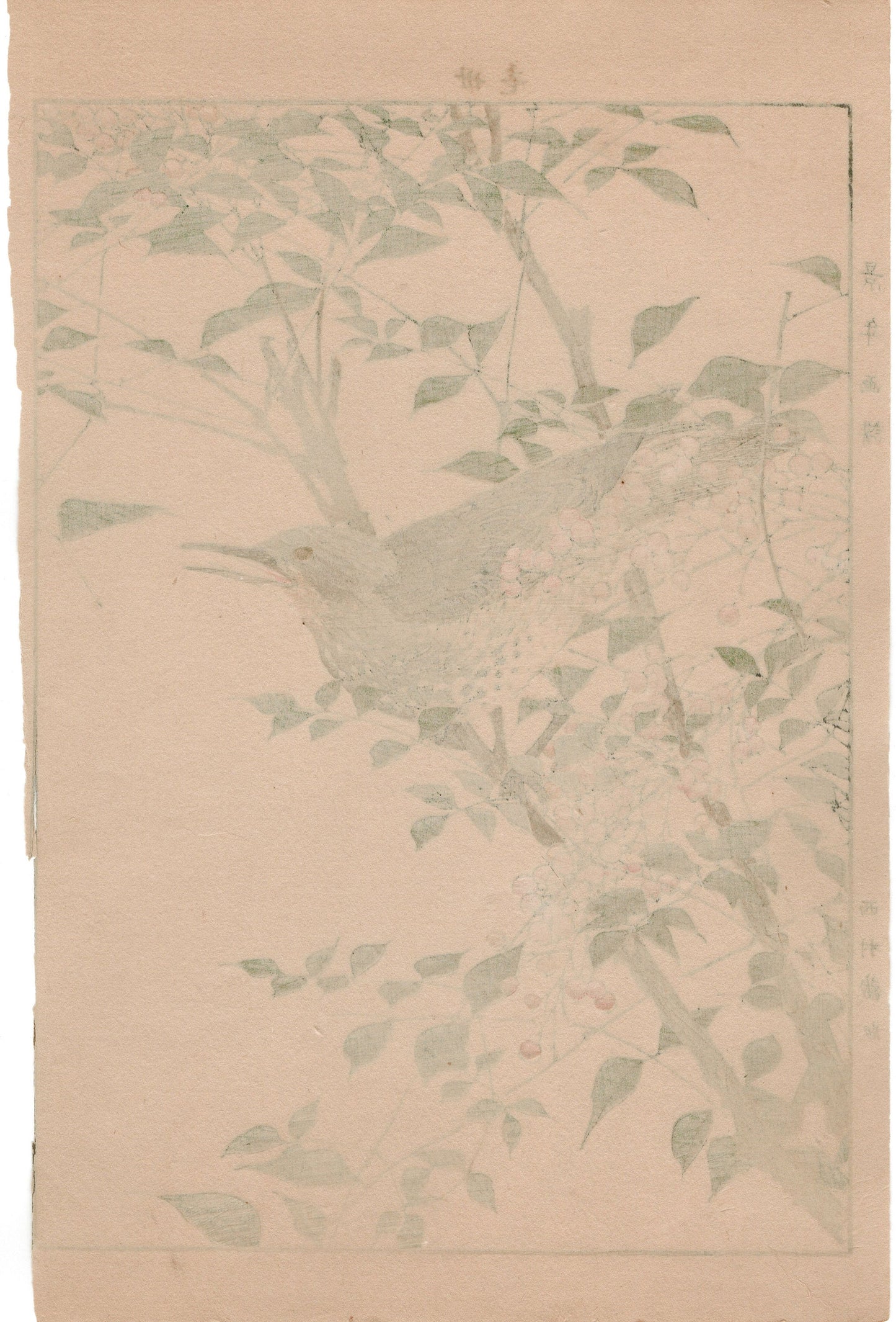 Japanese Antique Original Woodcut Print, 1892, Imao Keinen, "Heavenly bamboo, Bulbul"