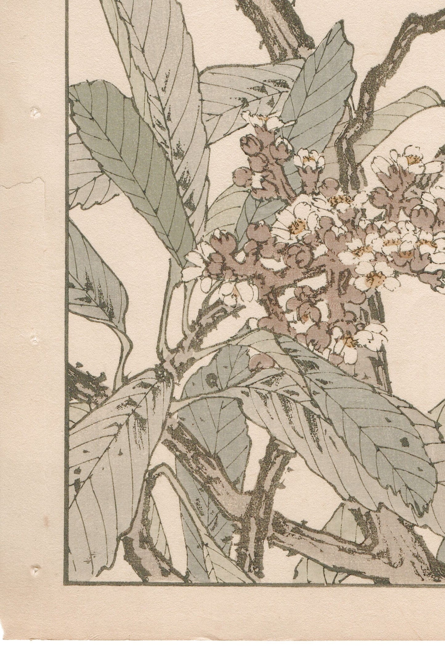 Japanese Antique Original Woodcut Print, 1892, Imao Keinen, "Loquat flower, Parus"