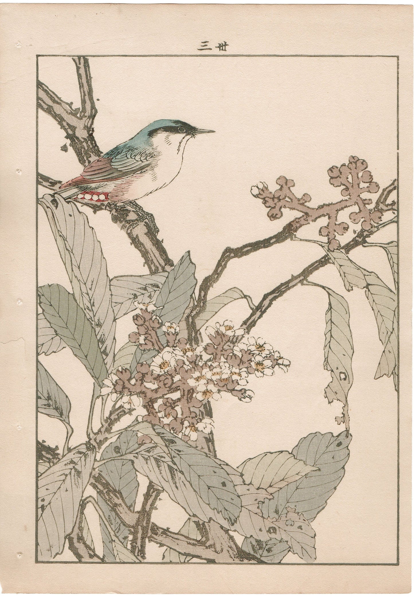 Japanese Antique Original Woodcut Print, 1892, Imao Keinen, "Loquat flower, Parus"