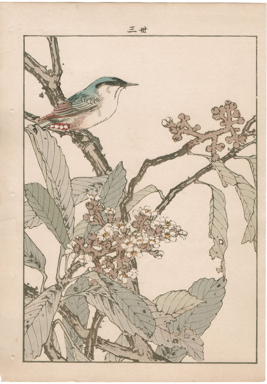 Japanese Antique Original Woodcut Print, 1892, Imao Keinen, "Loquat flower, Parus"