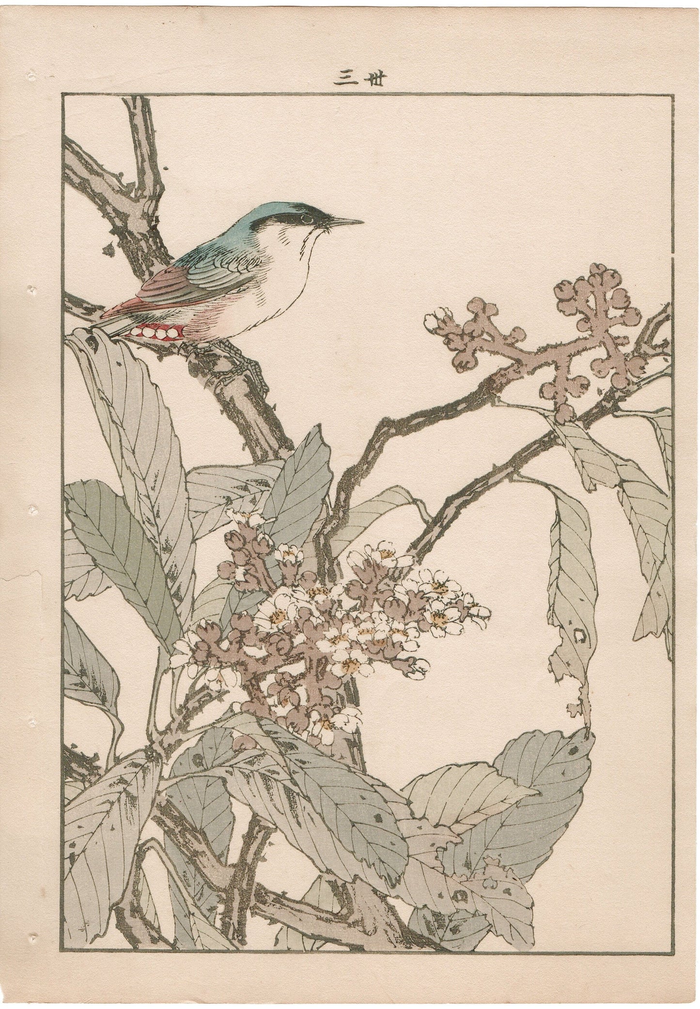 Japanese Antique Original Woodcut Print, 1892, Imao Keinen, "Loquat flower, Parus"