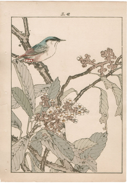 Japanese Antique Original Woodcut Print, 1892, Imao Keinen, "Loquat flower, Parus"