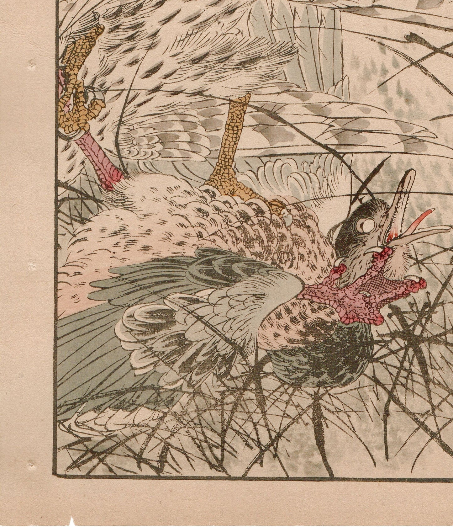 Japanese Antique Original Woodcut Print, 1892, Imao Keinen, "Themeda triandra var. japonica, Hawk, Duck"