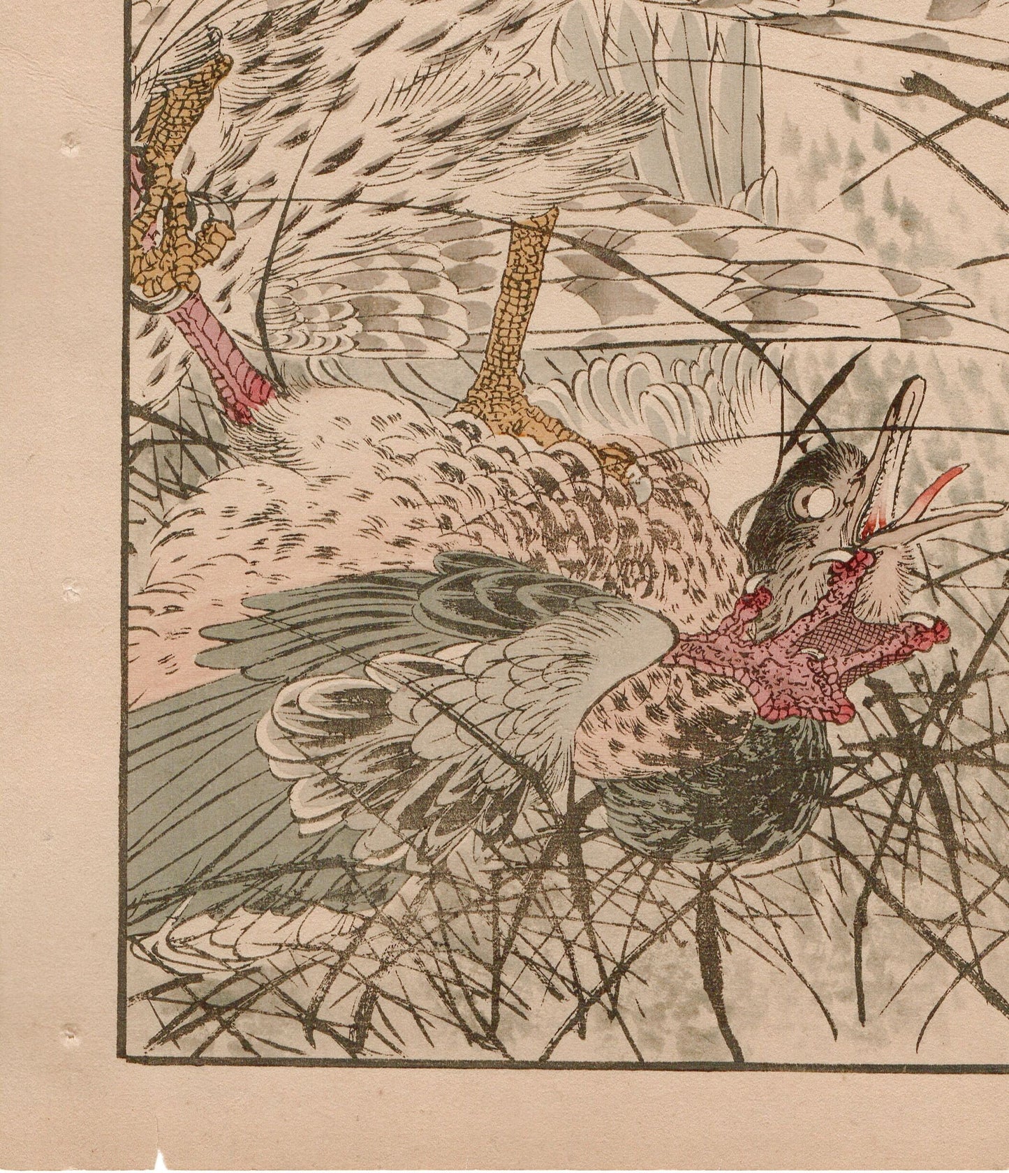 Japanese Antique Original Woodcut Print, 1892, Imao Keinen, "Themeda triandra var. japonica, Hawk, Duck"