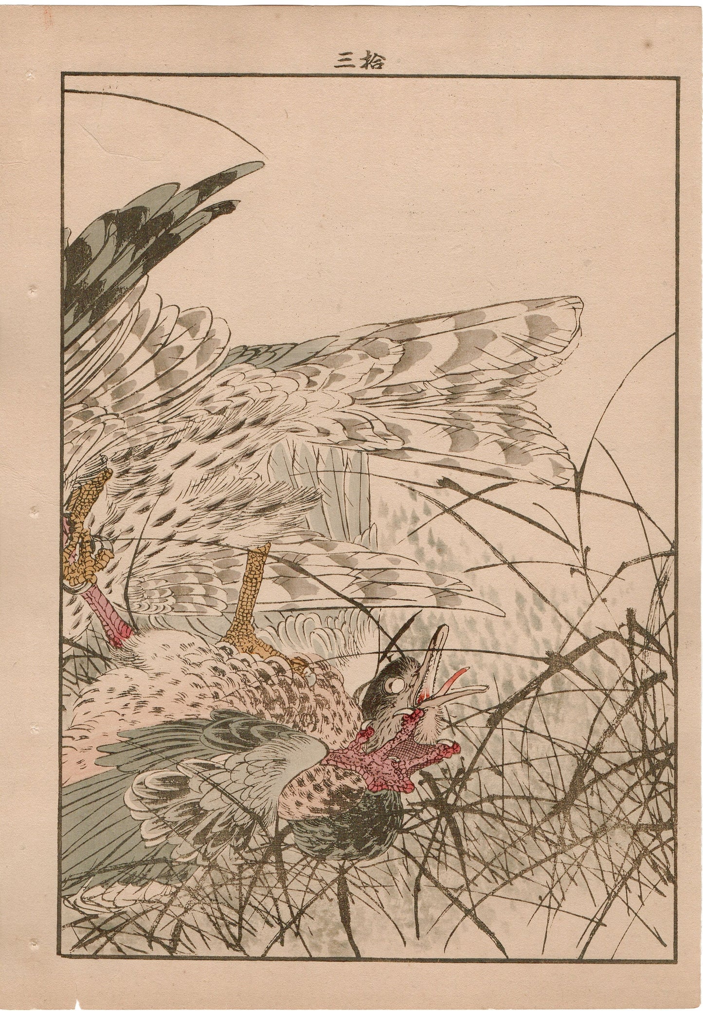 Japanese Antique Original Woodcut Print, 1892, Imao Keinen, "Themeda triandra var. japonica, Hawk, Duck"