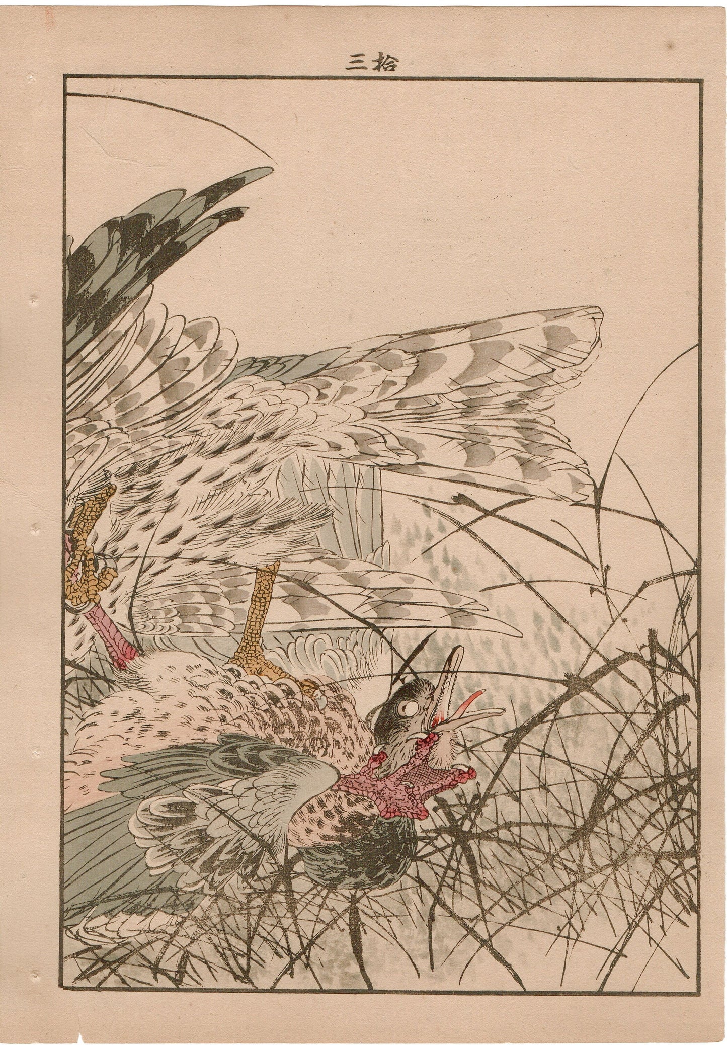 Japanese Antique Original Woodcut Print, 1892, Imao Keinen, "Themeda triandra var. japonica, Hawk, Duck"