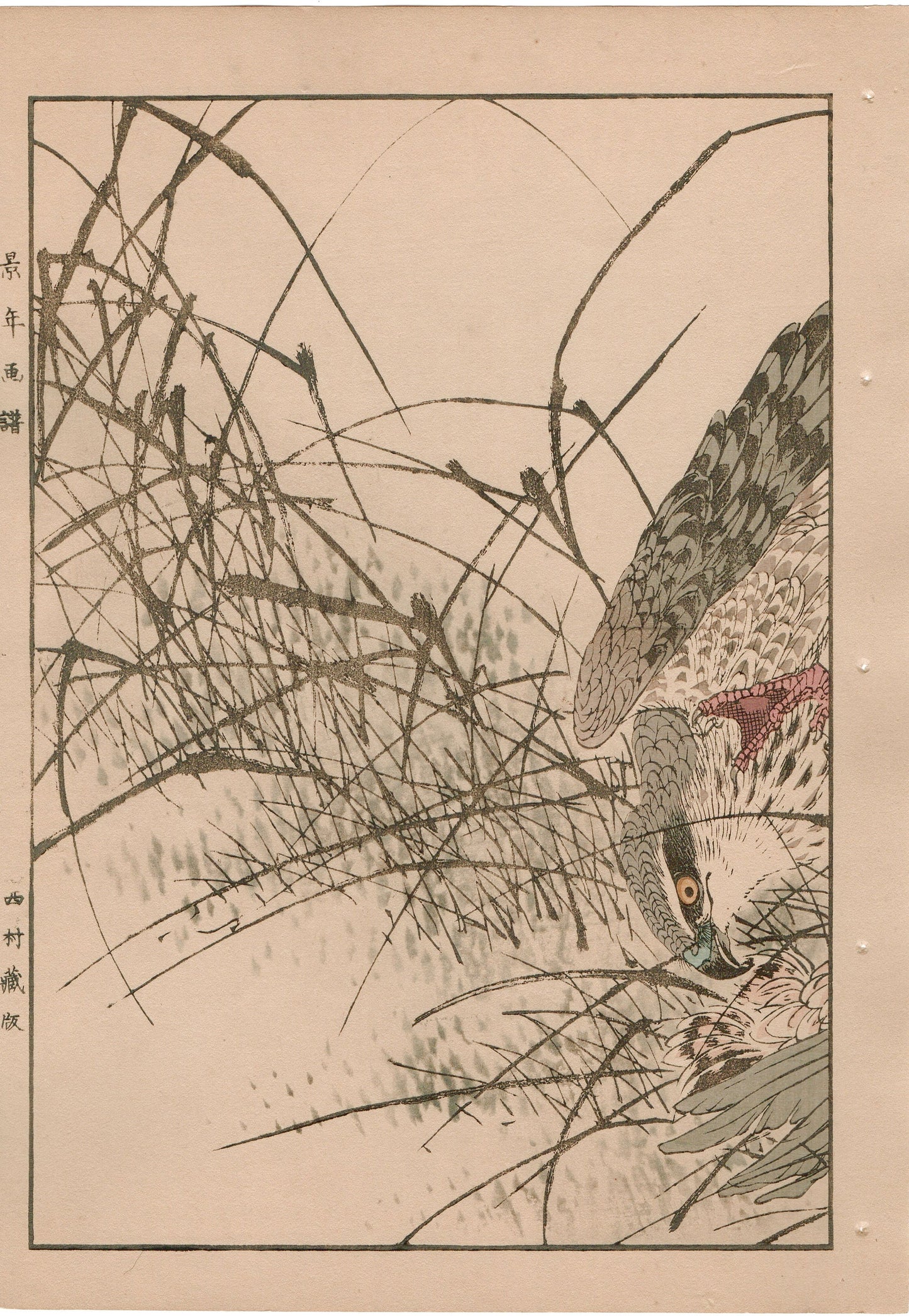 Japanese Antique Original Woodcut Print, 1892, Imao Keinen, "Themeda triandra var. japonica, Hawk, Duck"