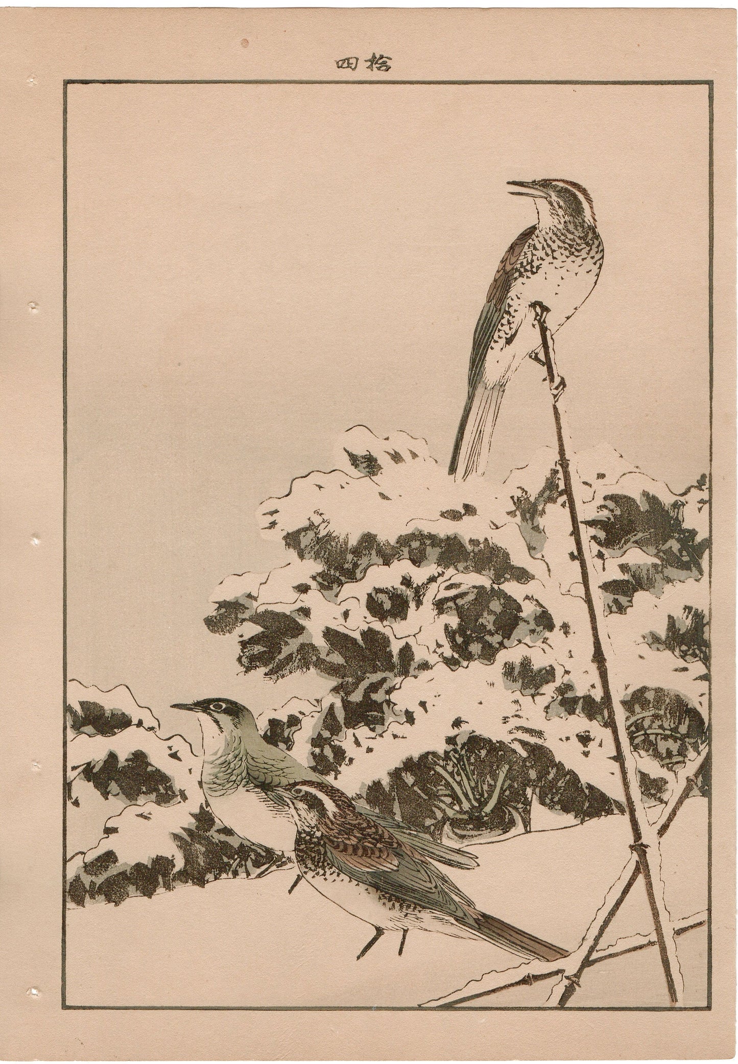 Japanese Antique Original Woodcut Print, 1892, Imao Keinen, "Japanese radish, Dusky thrush"