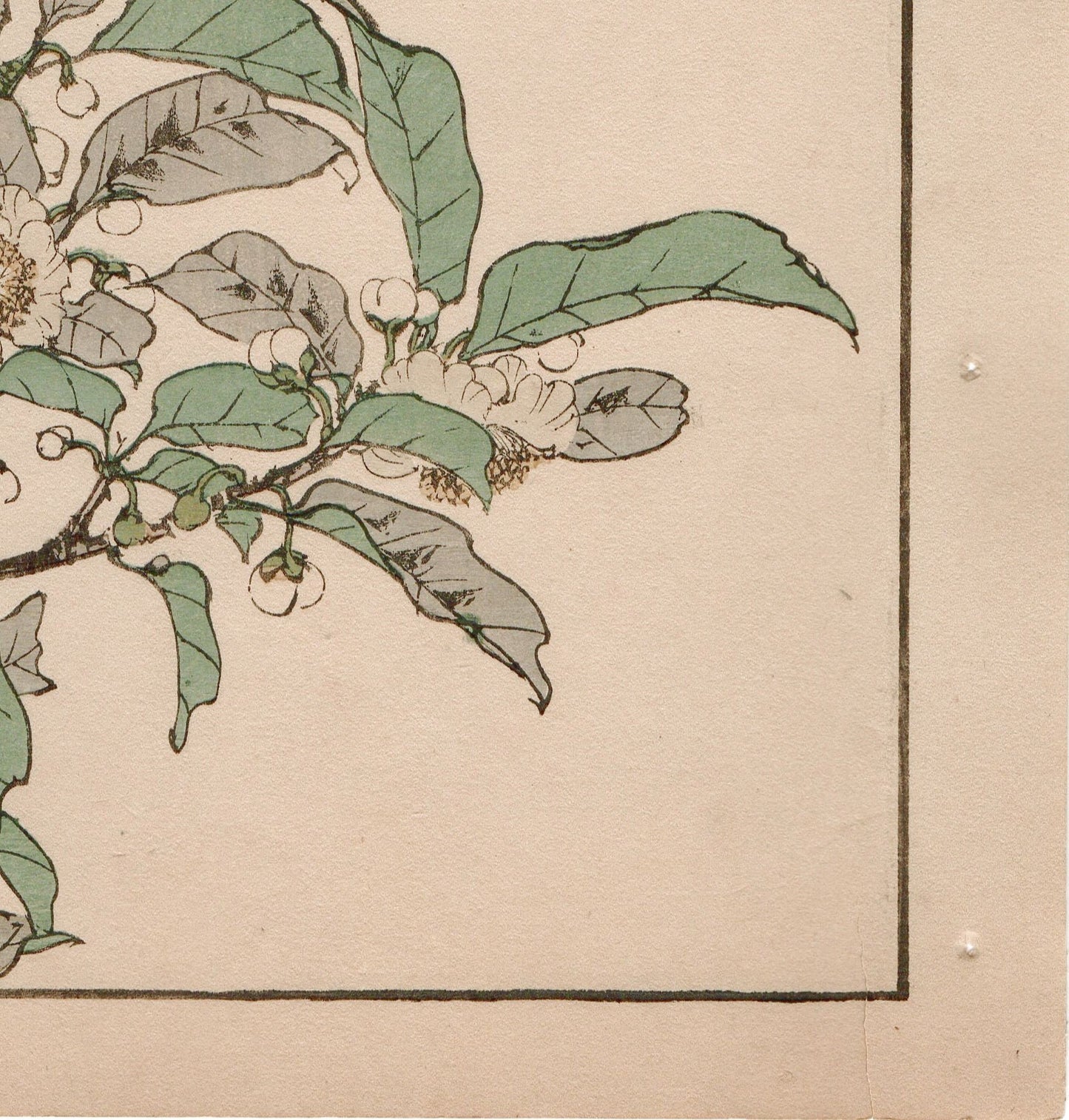 Japanese Antique Original Woodcut Print, 1892, Imao Keinen, "Tea flowers, Grassbirds"