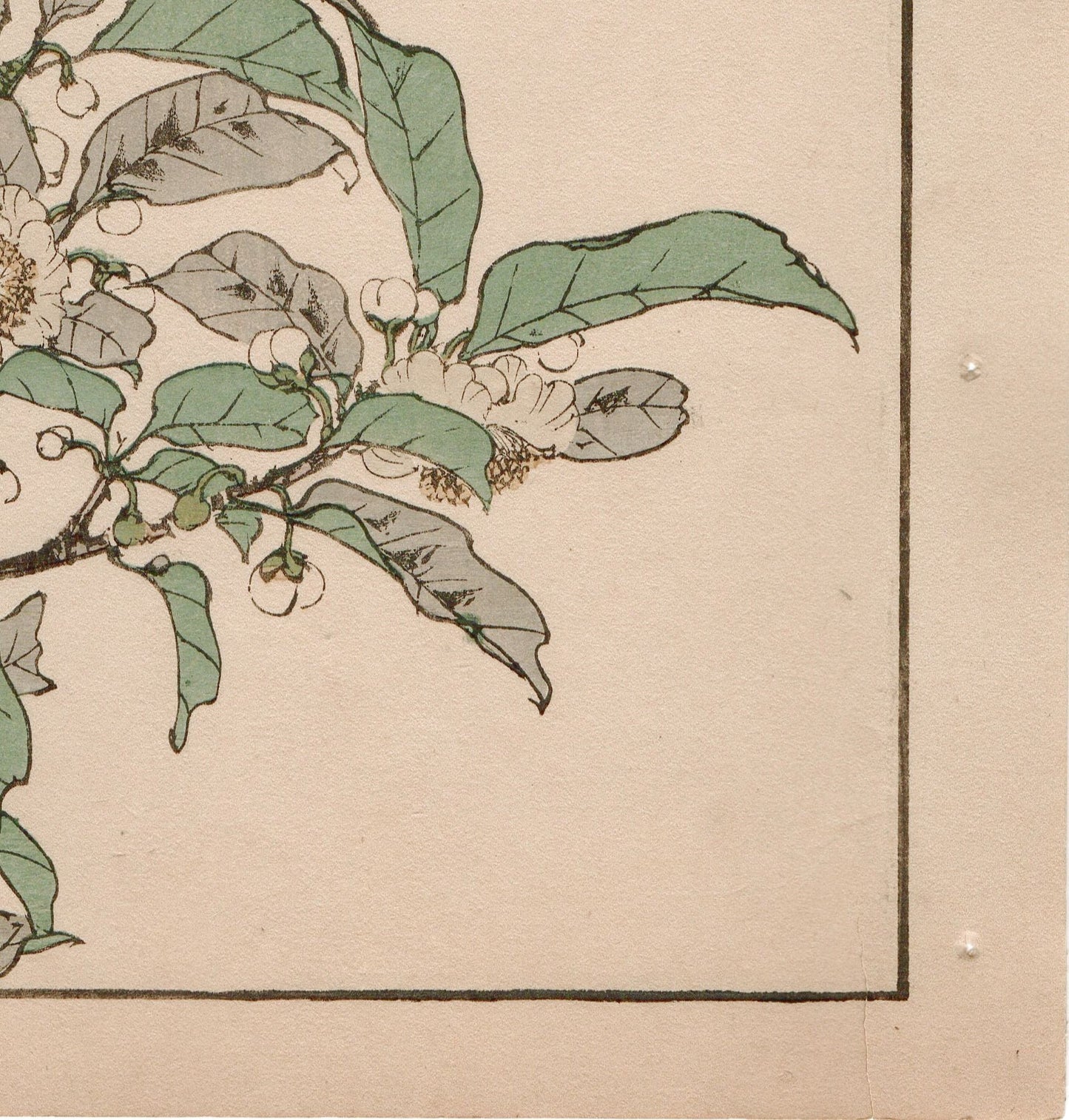 1892, Japanese Antique Original Woodblock Print, Imao Keinen, "Tea flowers, Grassbirds"