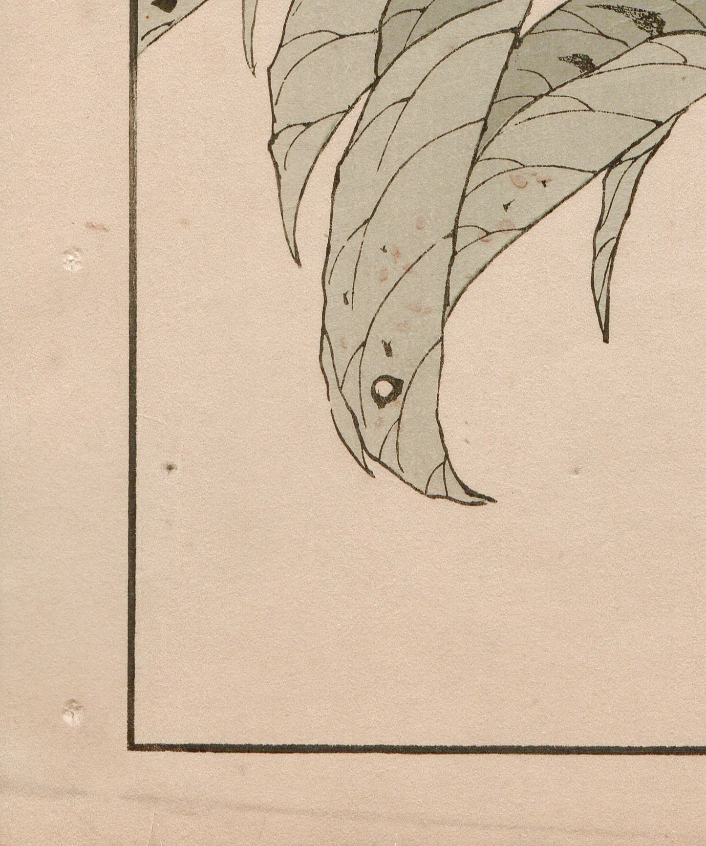 Japanese Antique Original Woodcut Print, 1892, Imao Keinen, "Tamamizuki, Ryukyu's chats"
