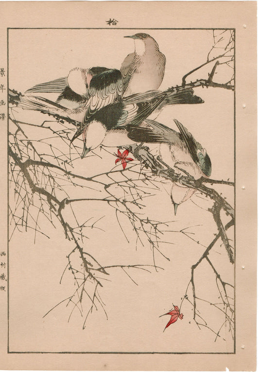 Japanese Antique Original Woodcut Print, 1892, Imao Keinen, "Maple, Chestnut-cheeked starling"