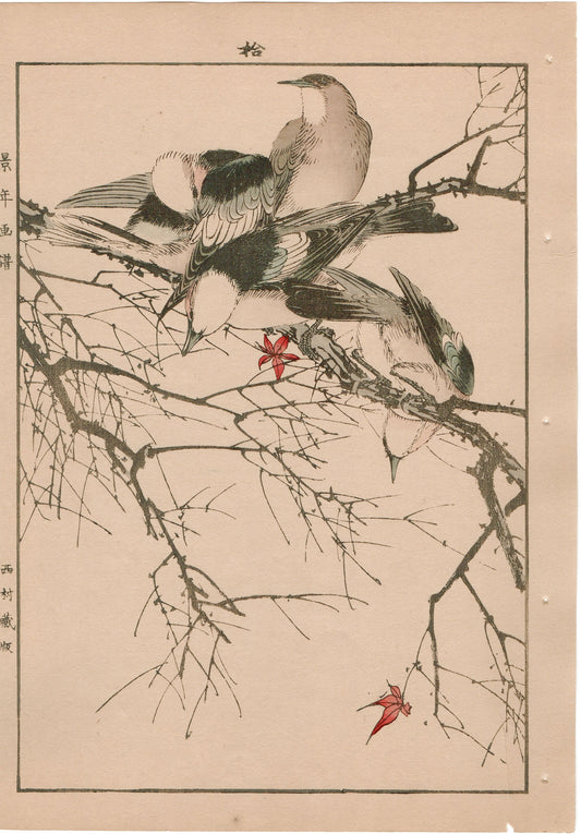 Japanese Antique Original Woodcut Print, 1892, Imao Keinen, "Maple, Chestnut-cheeked starling"
