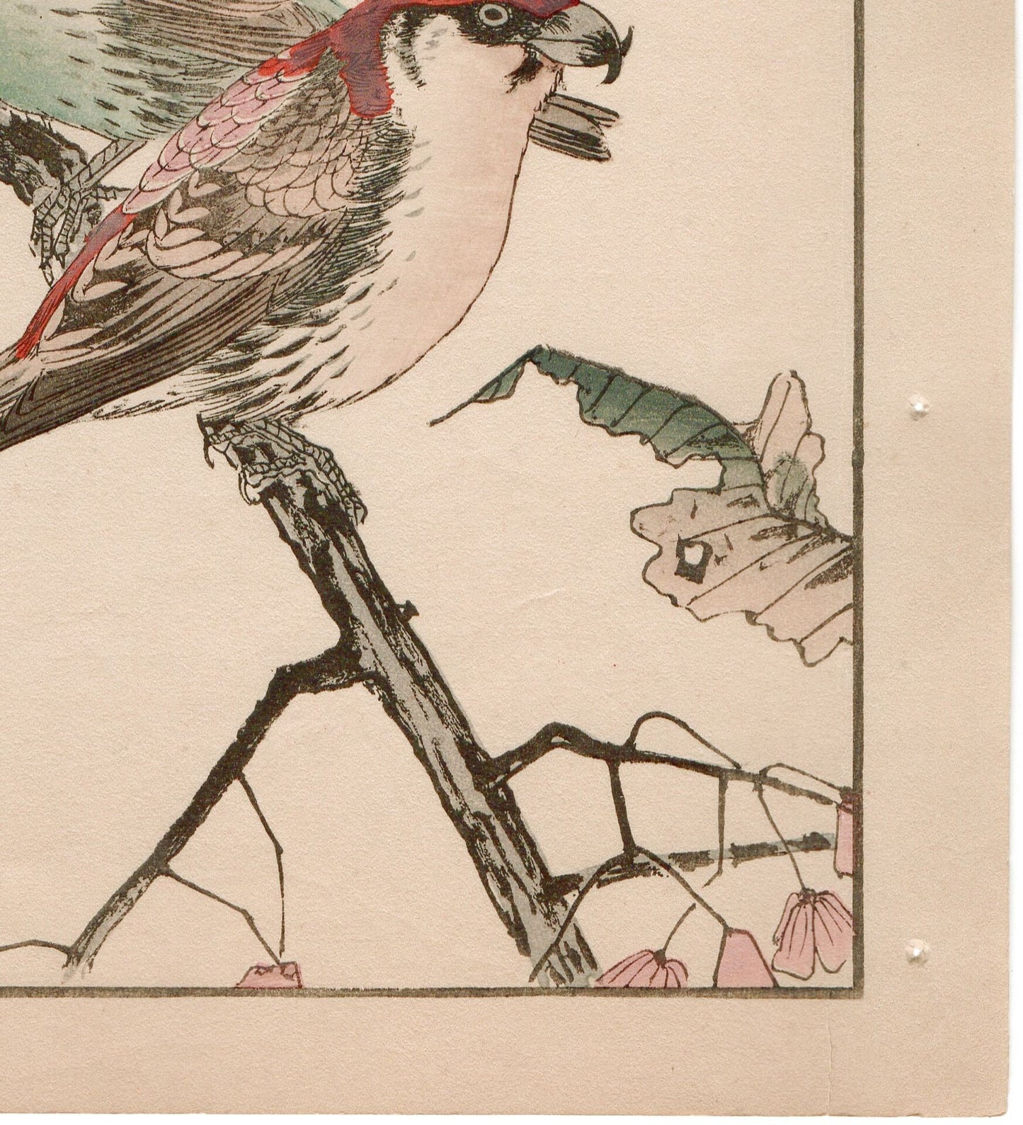 Japanese Antique Original Woodcut Print, 1892, Imao Keinen, "Euonymus hamiltonianus Wall, Common Crossbill"