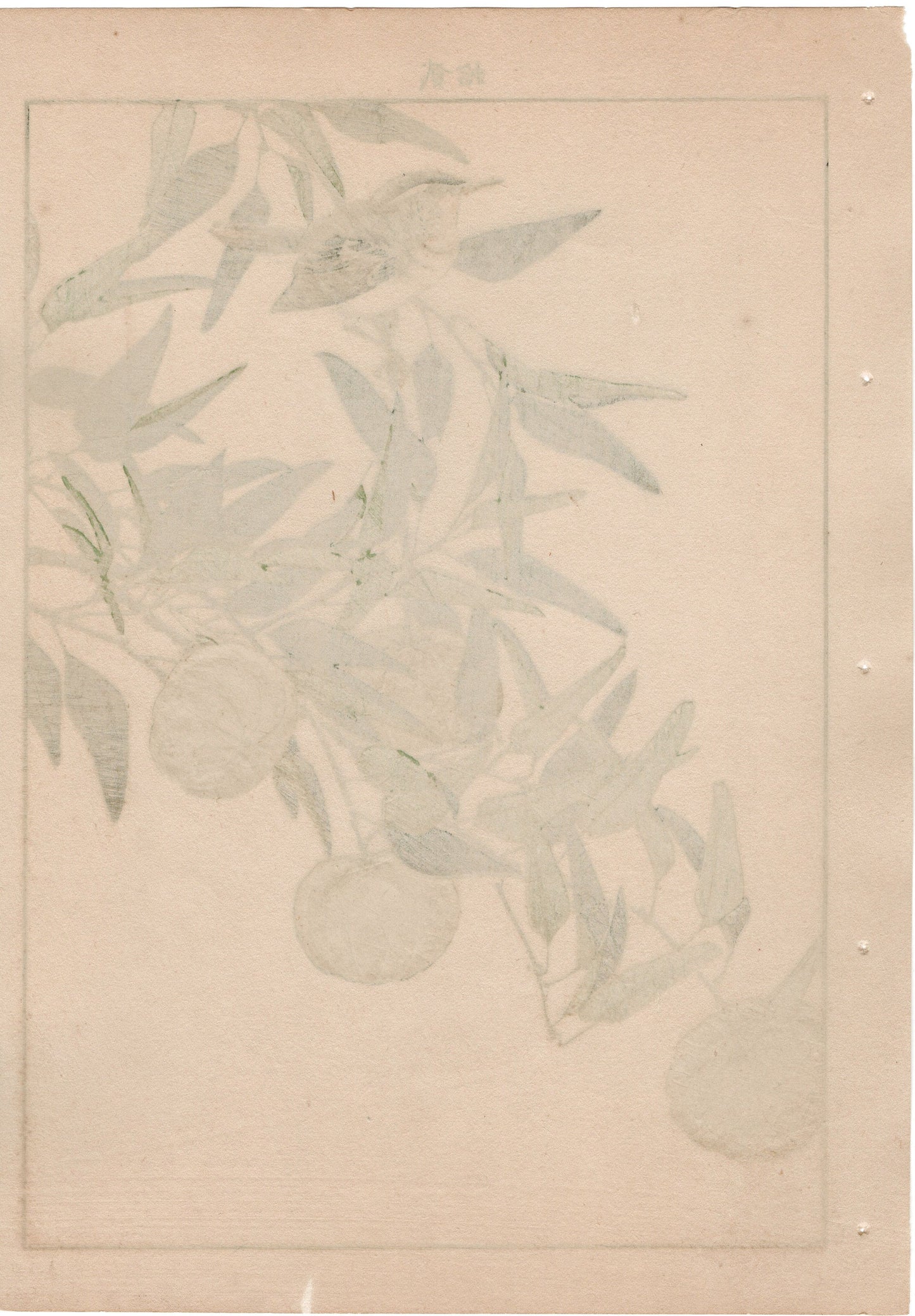 Japanese Antique Original Woodcut Print, 1892, Imao Keinen, "Kouji, Zitting cisticola"