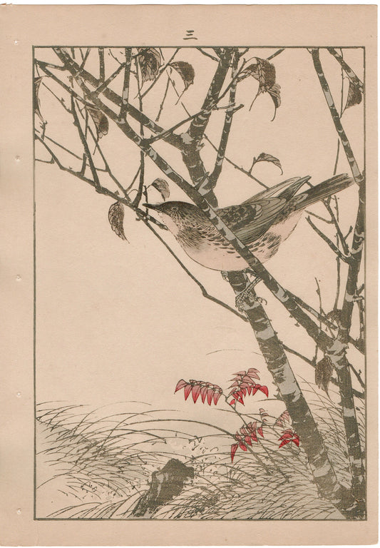 Japanese Antique Original Woodcut Print, 1892, Imao Keinen, "Leaf cherry, Dusky thrush"