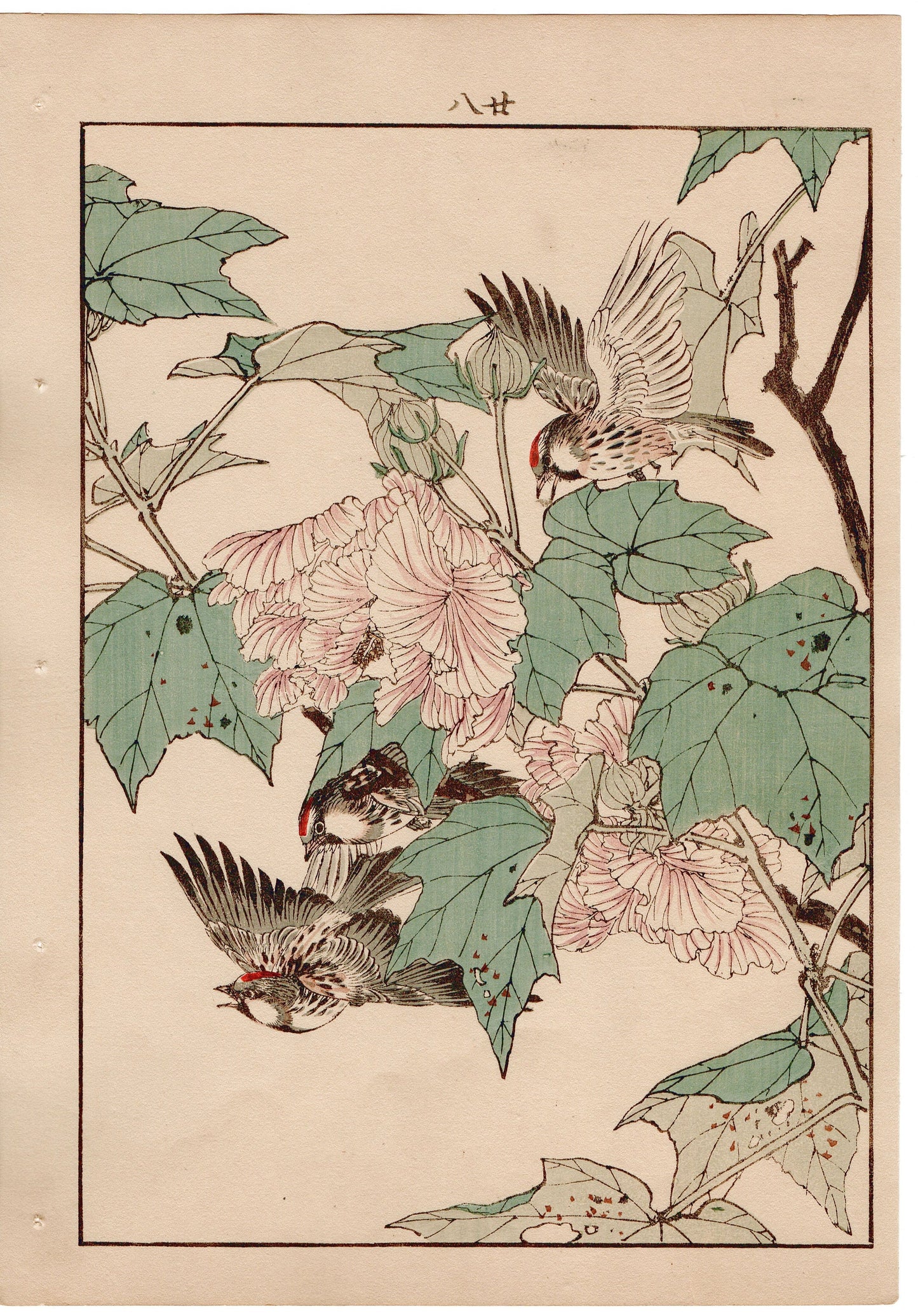 Japanese Antique Original Woodcut Print, 1892, Imao Keinen, "Cotton rosemallow, Common redpoll"