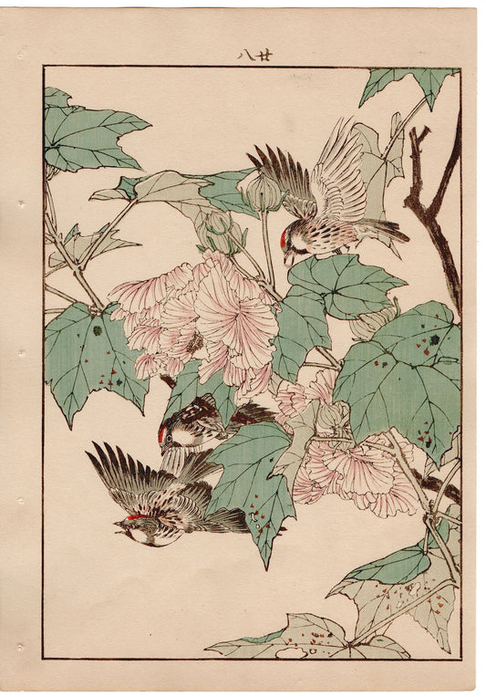 Japanese Antique Original Woodcut Print, 1892, Imao Keinen, "Cotton rosemallow, Common redpoll"