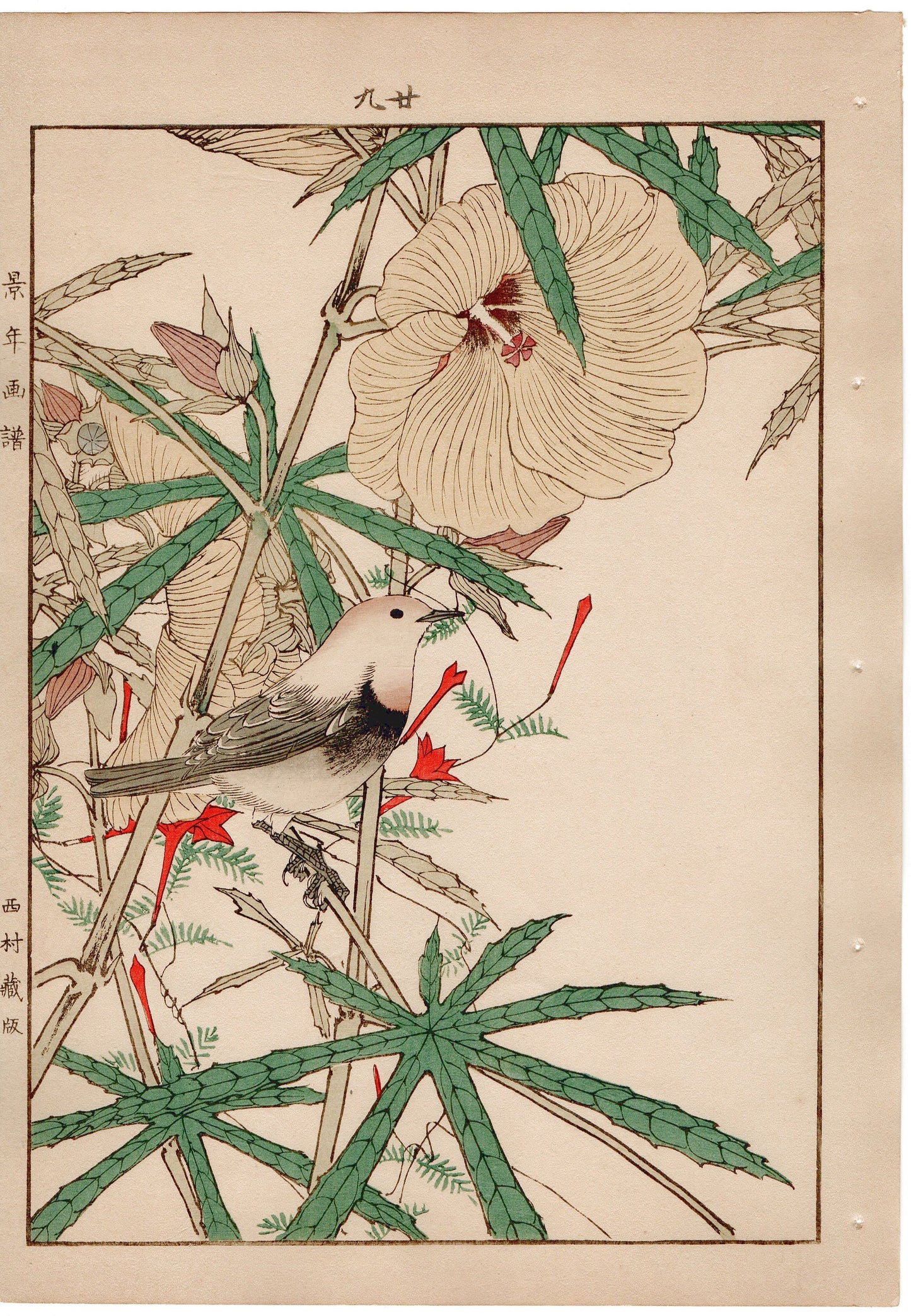 Japanese Antique Original Woodcut Print, 1892, Imao Keinen, "Aibika, Cypress Vine, Japanese robin"