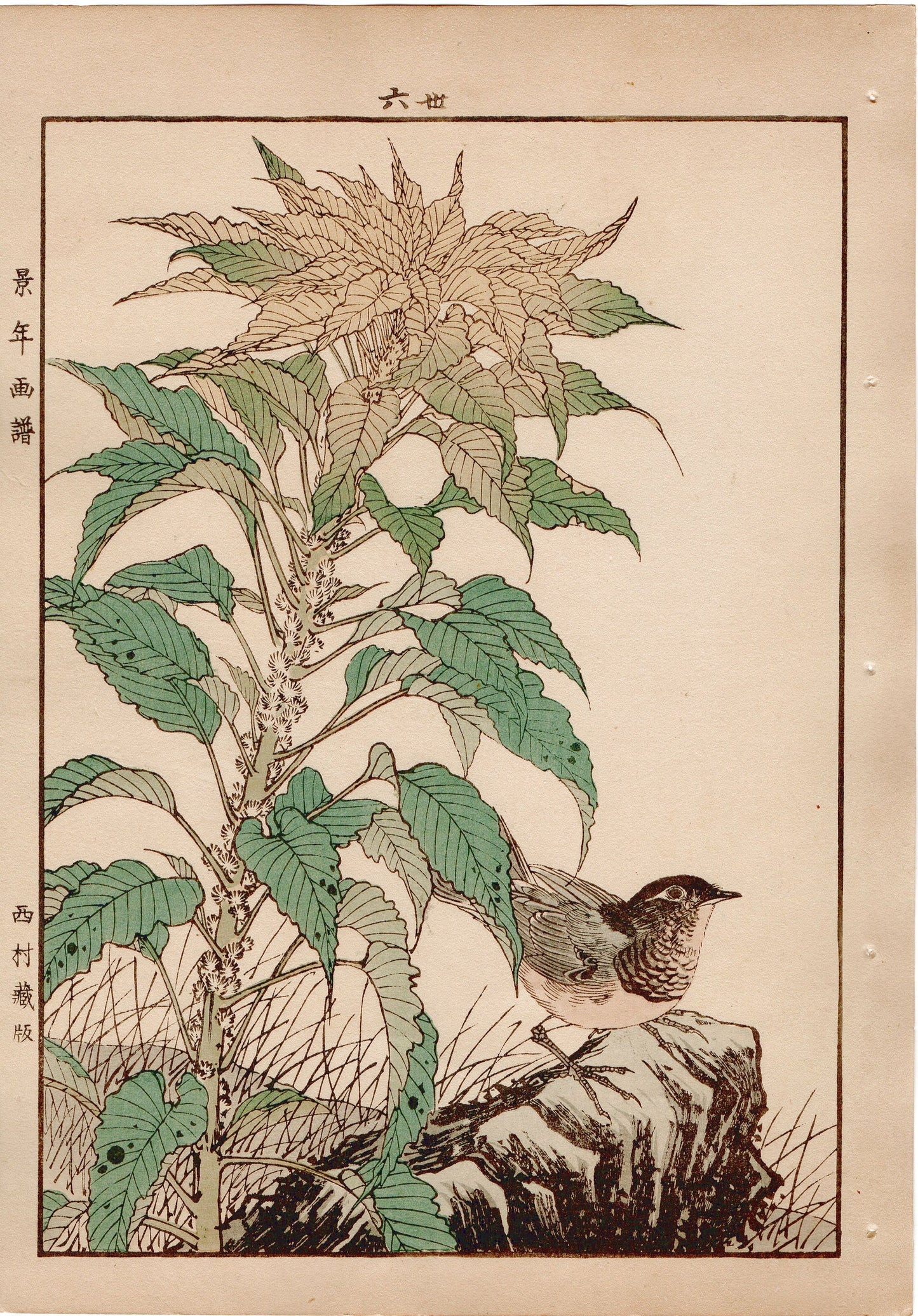 Japanese Antique Original Woodcut Print, 1892, Imao Keinen, "Joseph's coat, Japanese robin"
