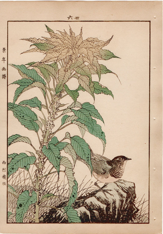 Japanese Antique Original Woodcut Print, 1892, Imao Keinen, "Joseph's coat, Japanese robin"